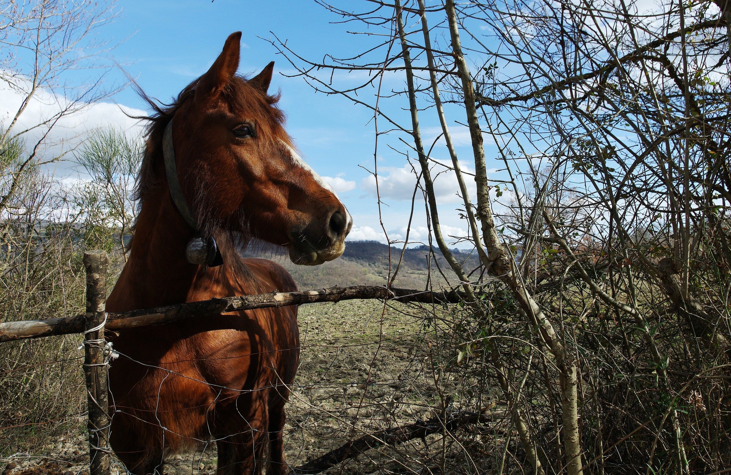Loosen the braids to the horses...