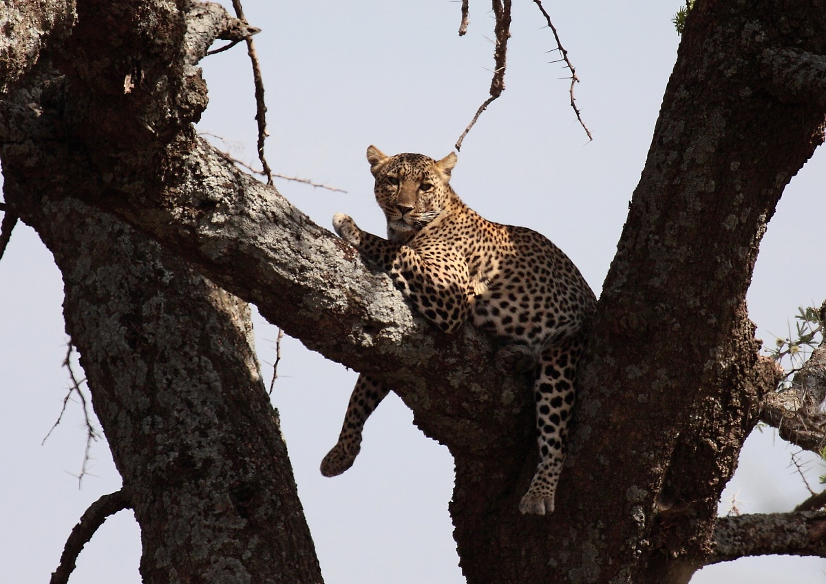 leopardo a Serengeti