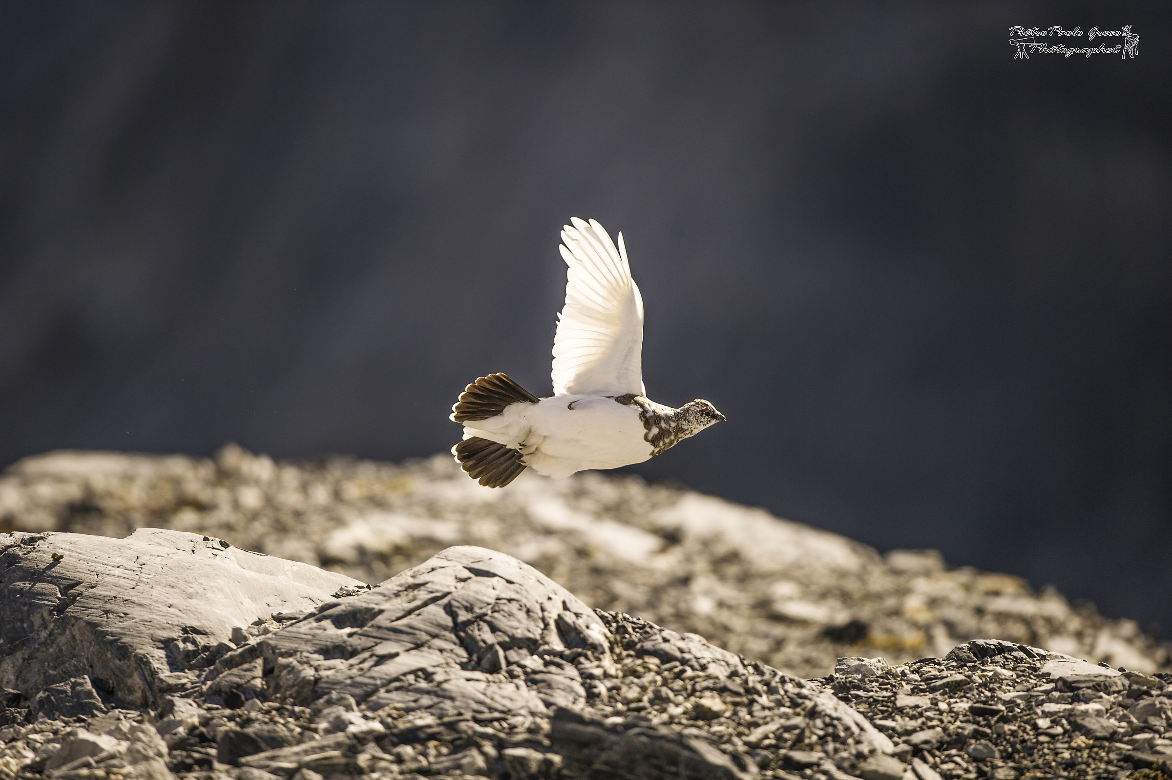 White Partridge in flight