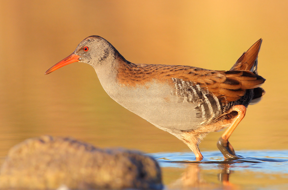 Water Rail