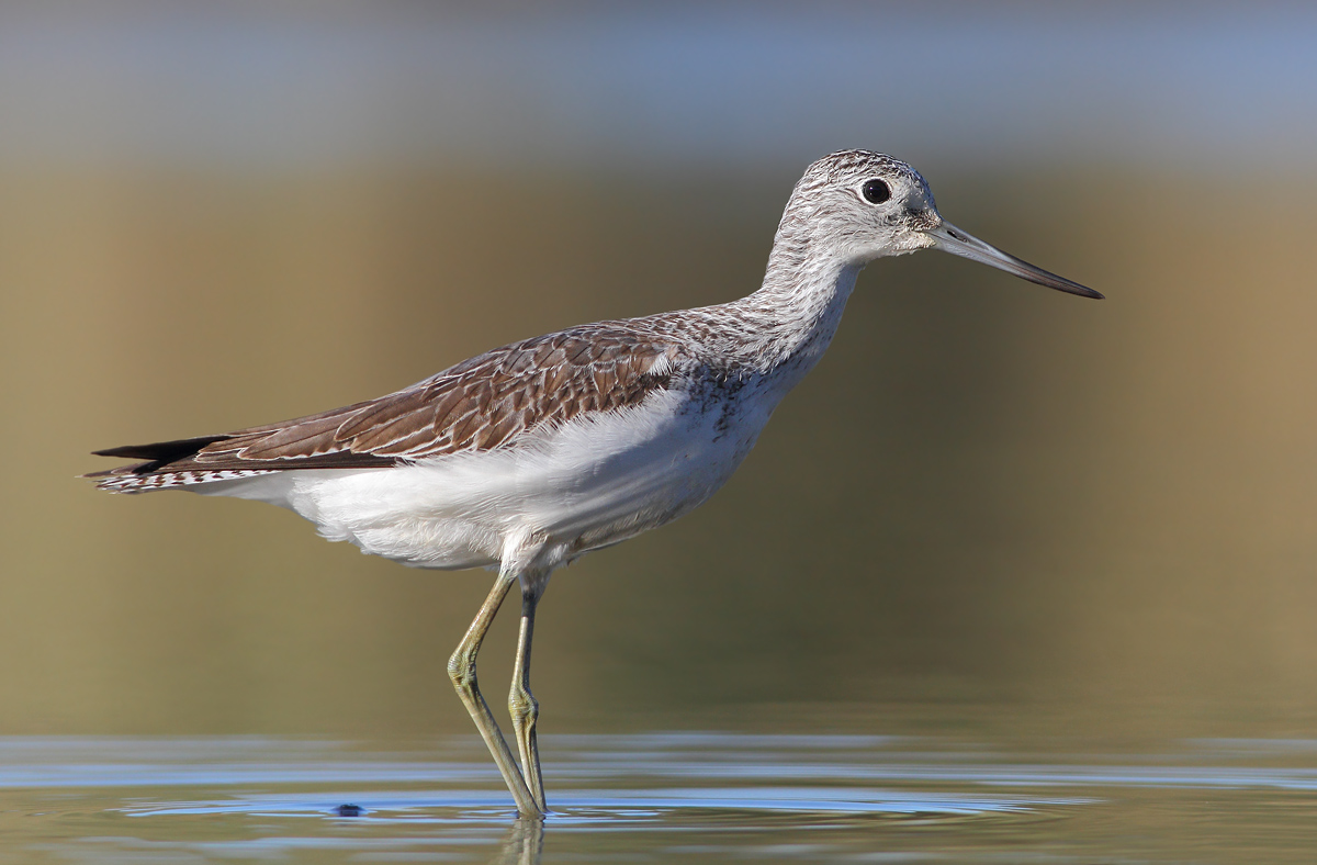Greenshank