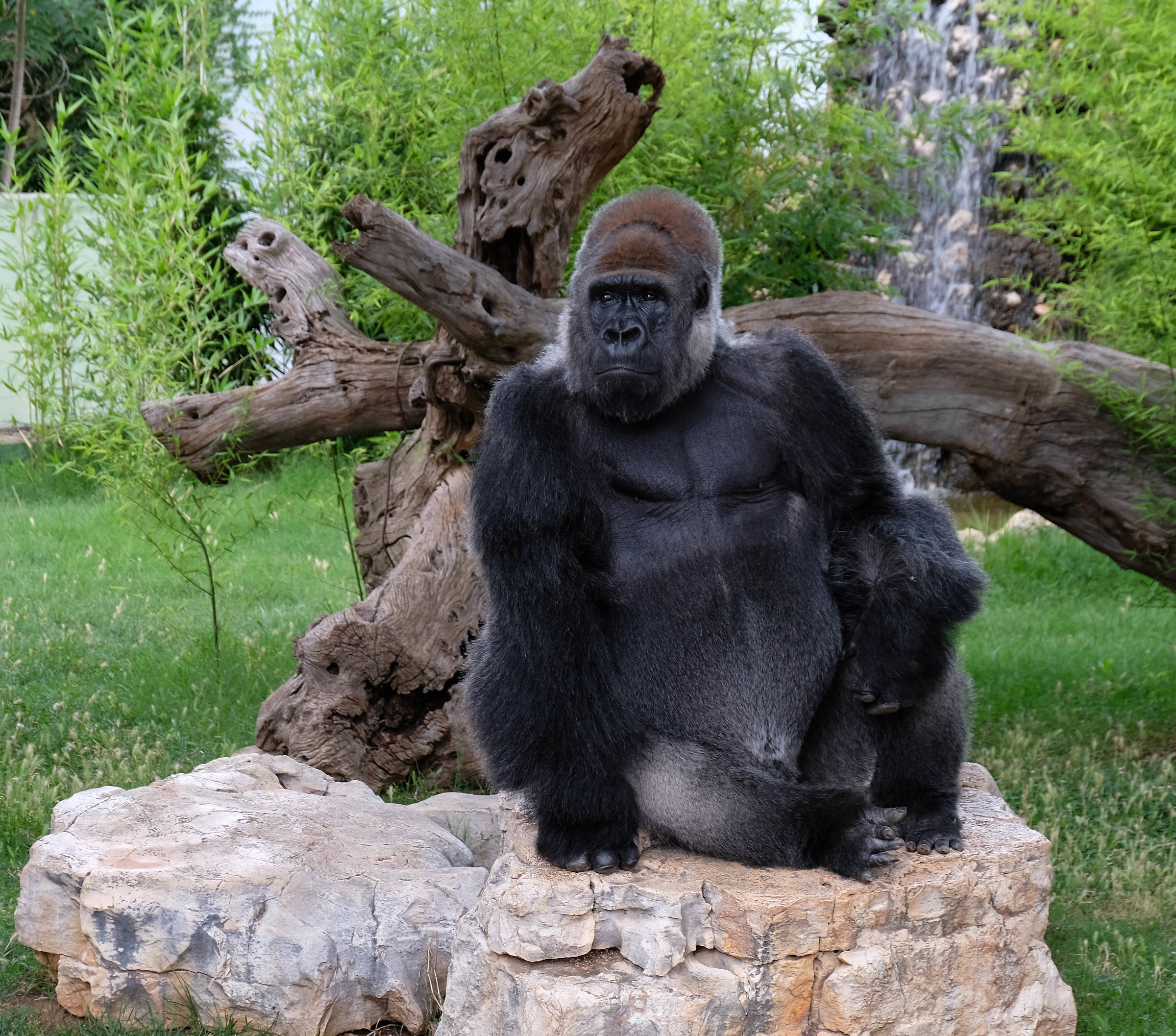 The gorilla Leo in Fasano.... what a model...