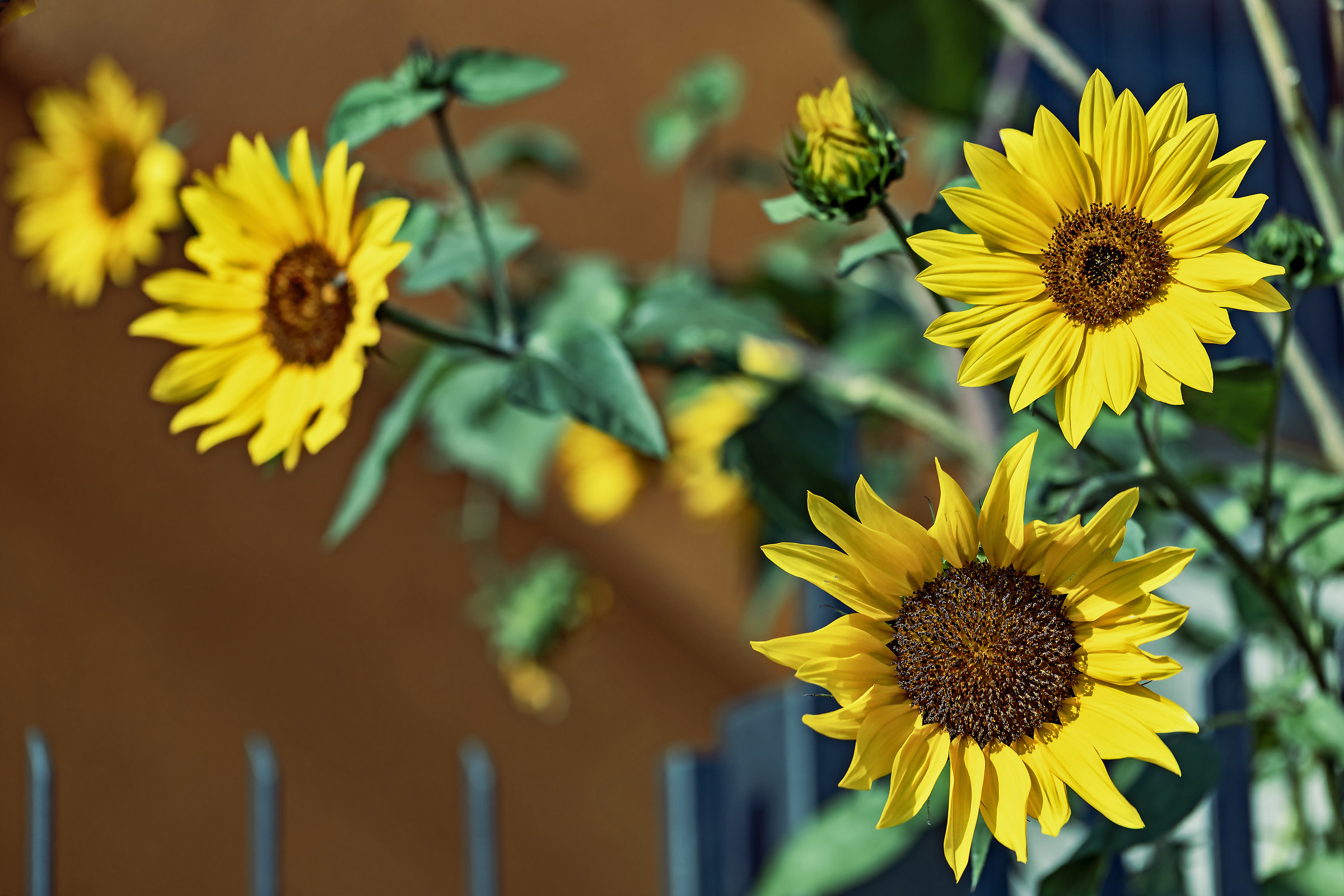 Adesso siamo in quattro a ballare l'hully gully