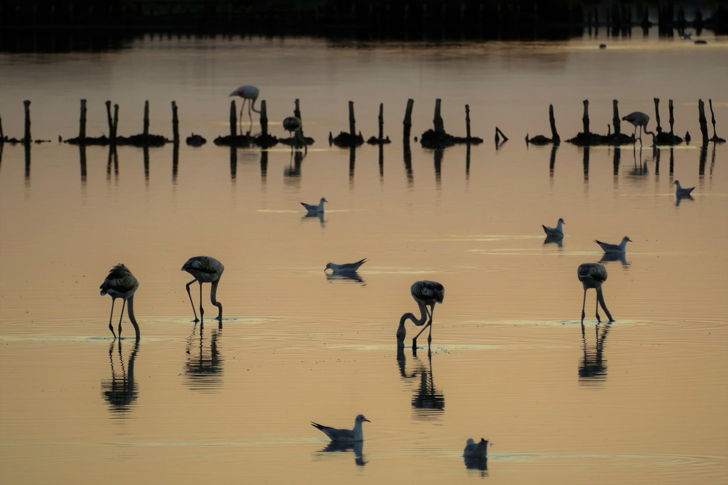 Flamingos and Seagulls