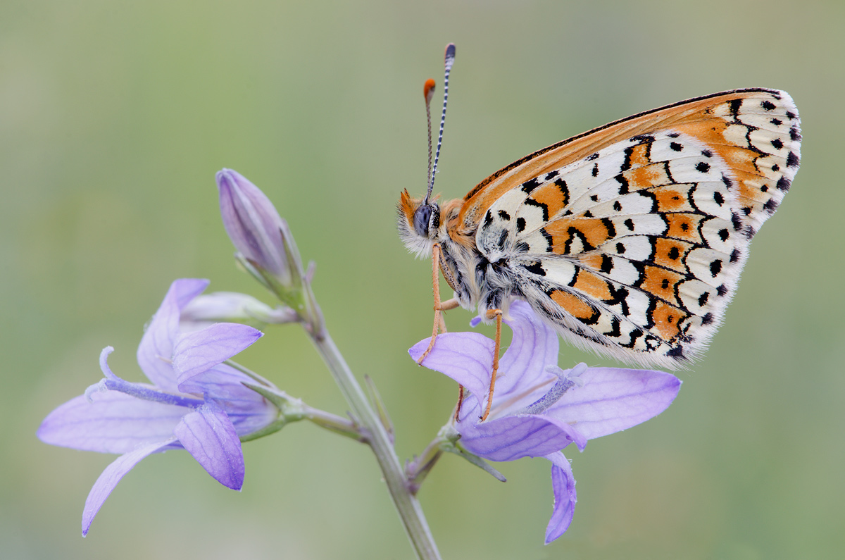Melitaea cinxia.