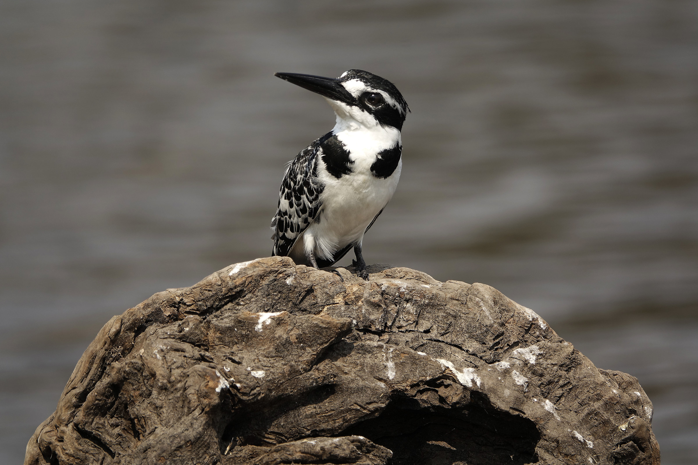 Black and white Kingfisher (Ceryle rudis)