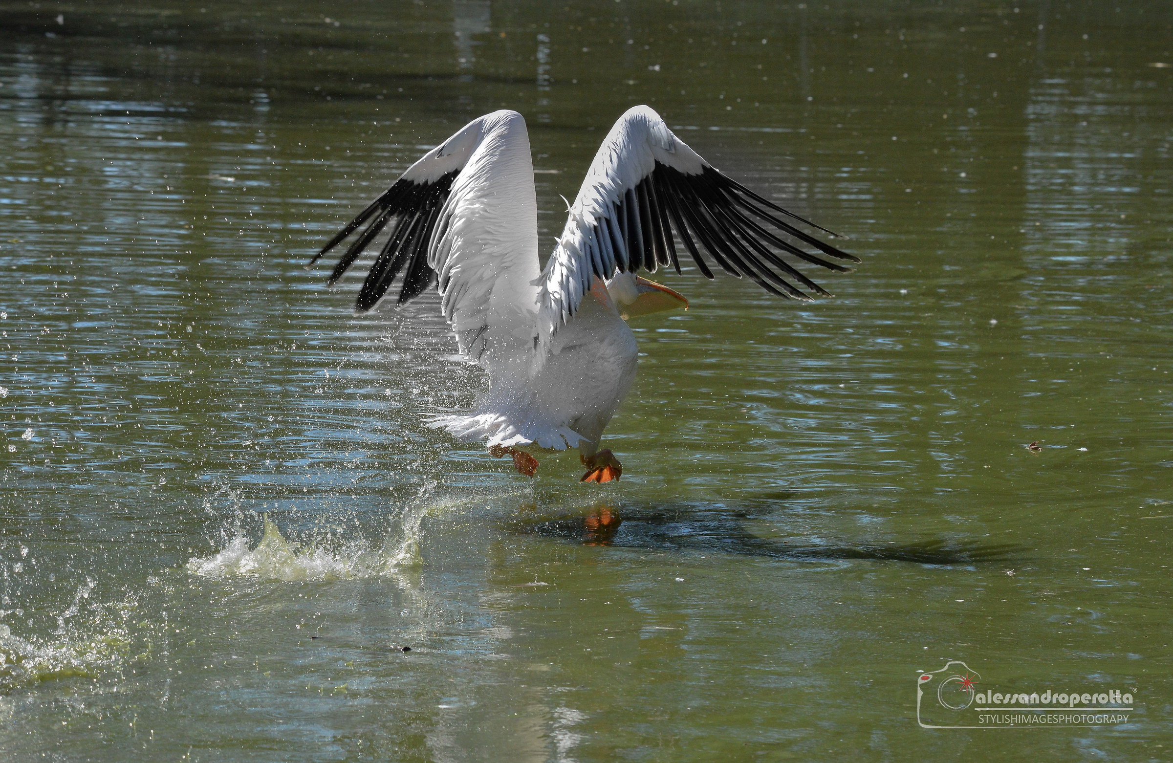 I take the flight...