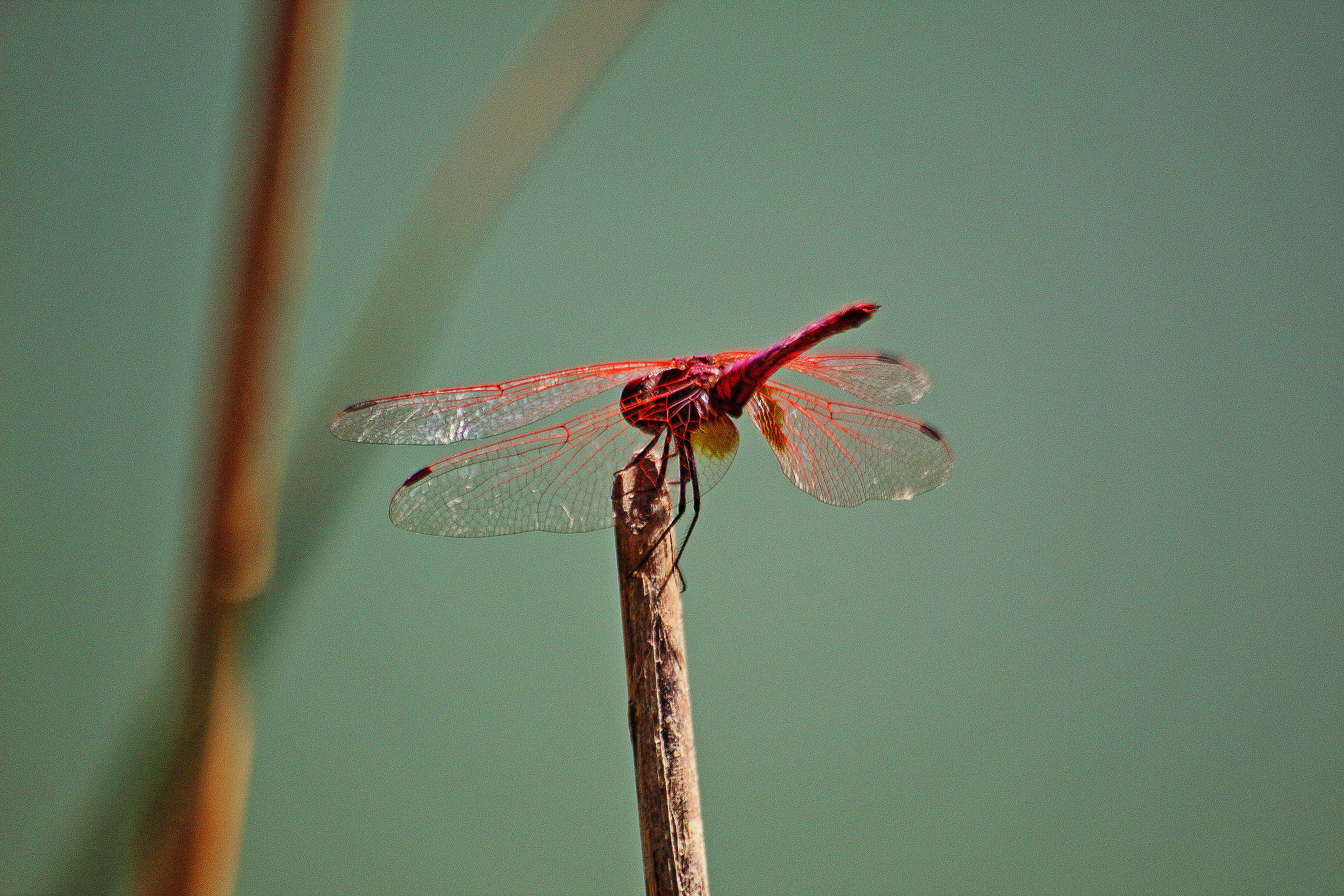 libellula3