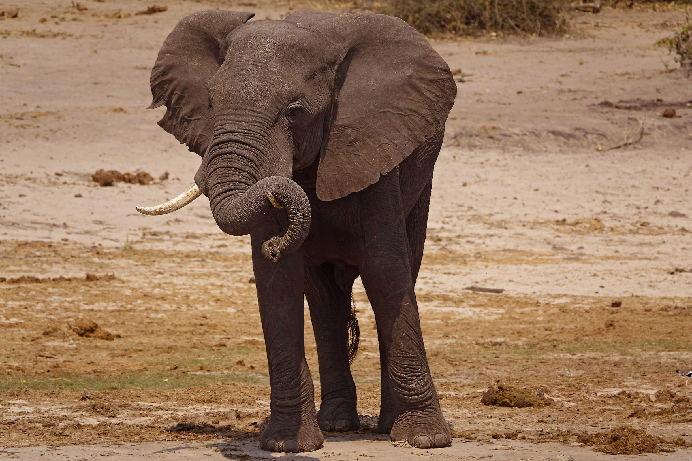 Elephant-proboscis in Relax