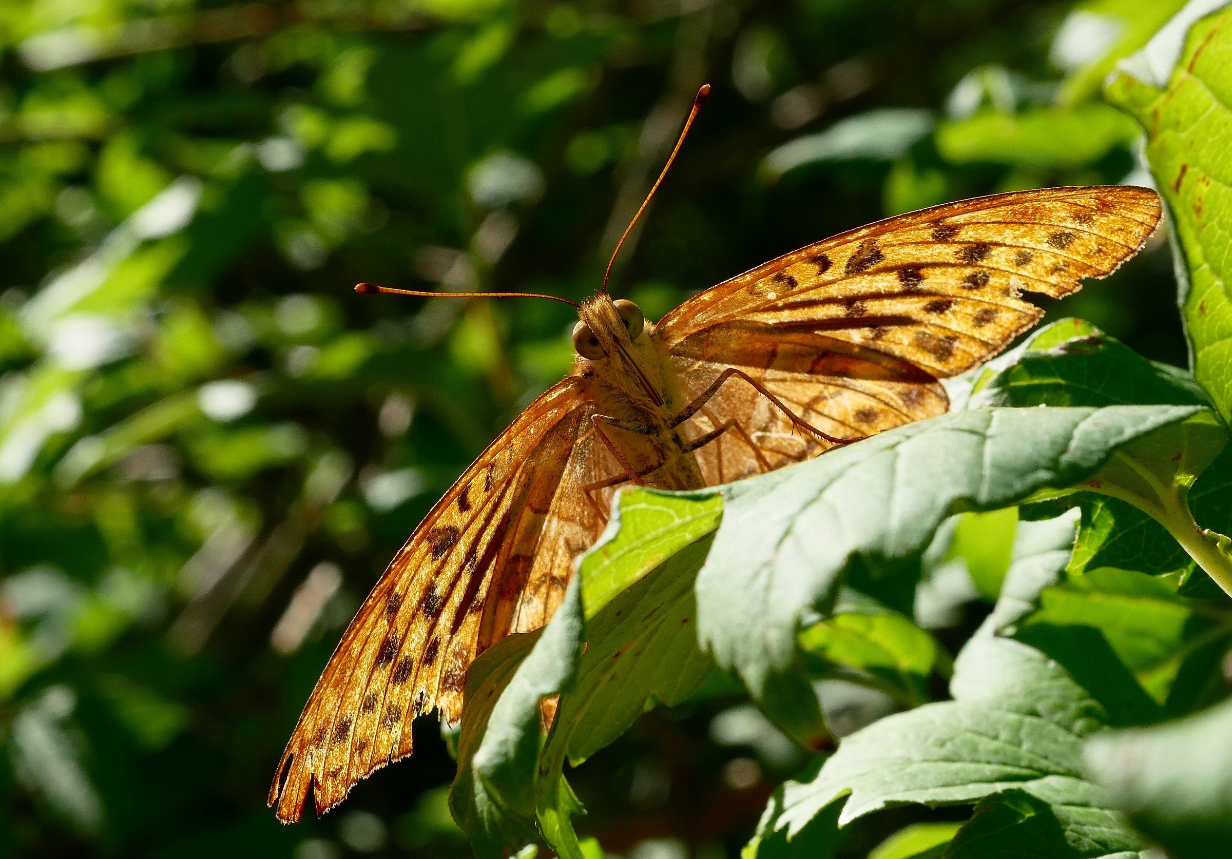 With outstretched wings