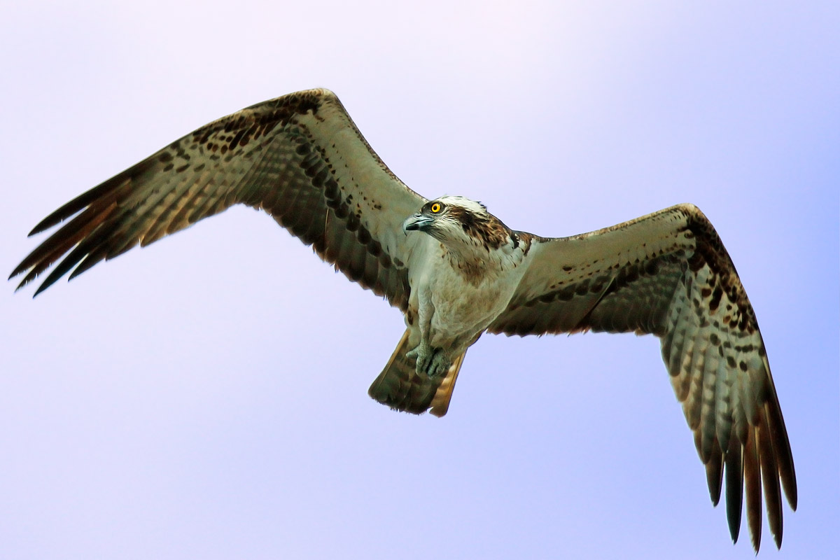 Osprey