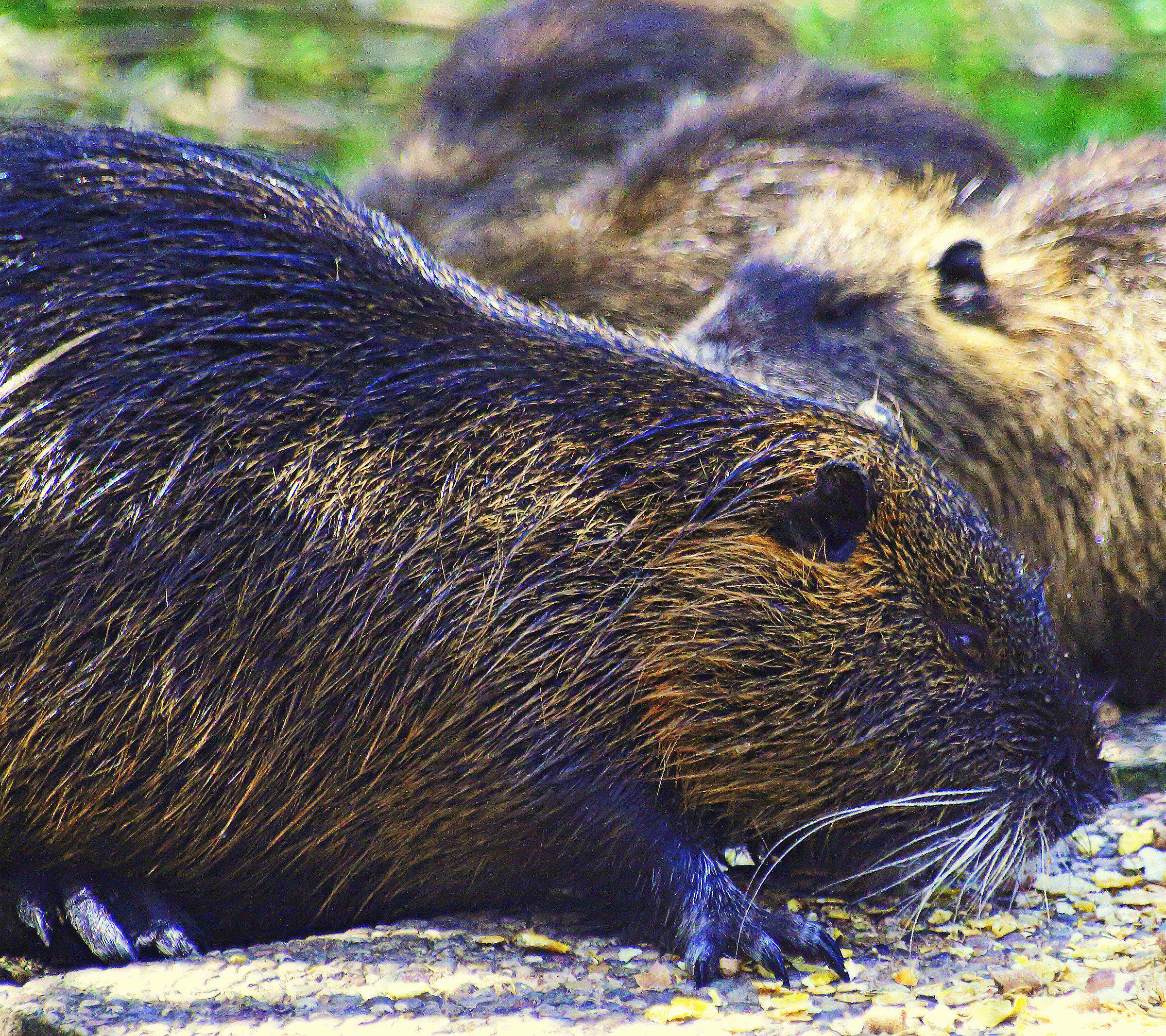 nutria