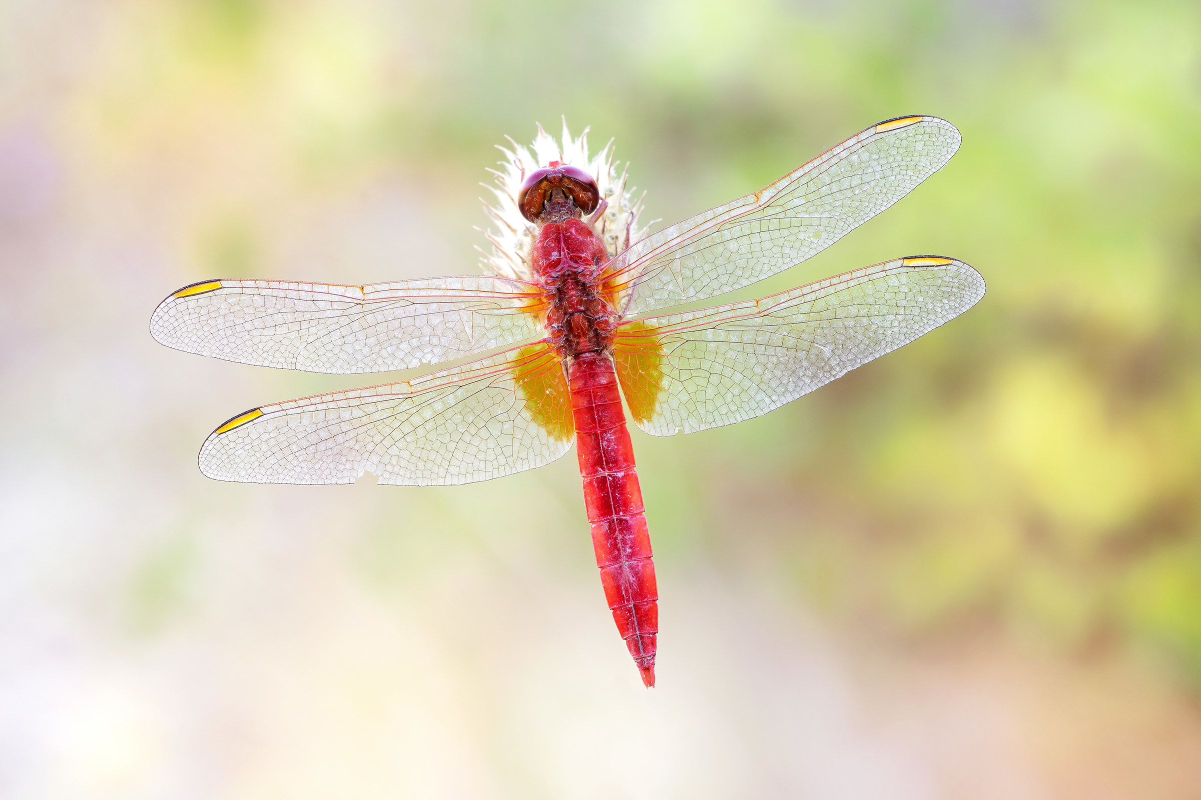 Crocothemis erythraea (Brullé, 1832)