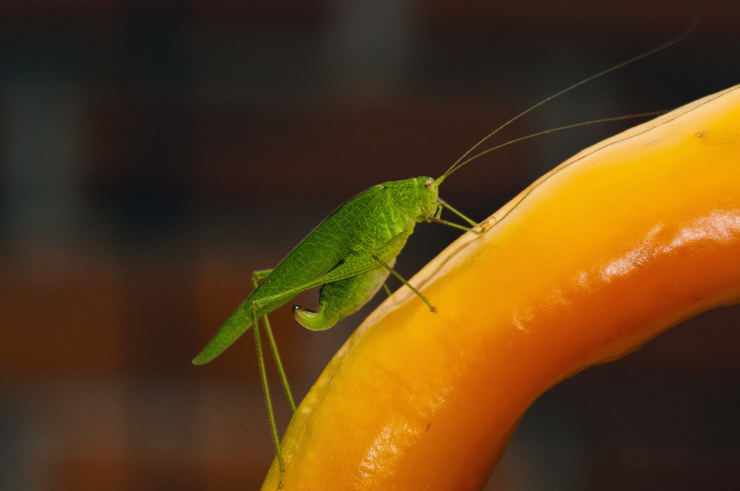 Dwarf Fanerottera (Phaneroptera nana)