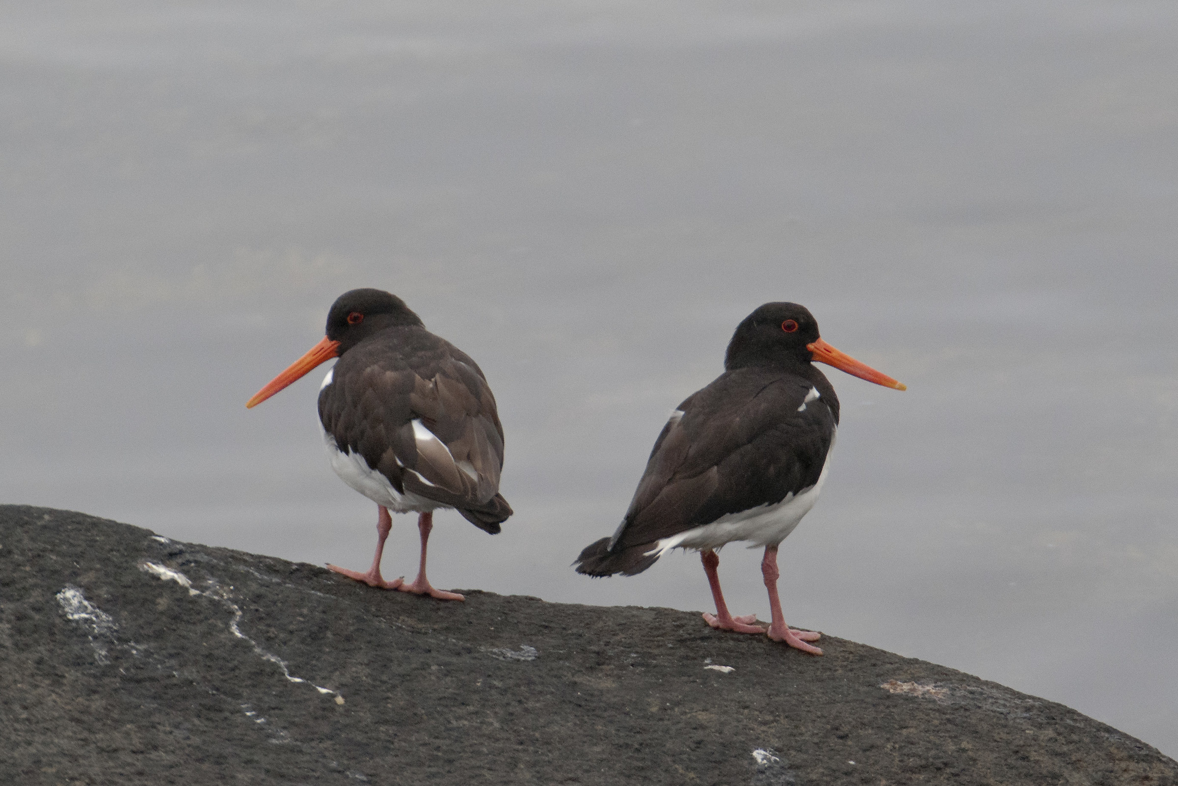 Beccaccia di mare (Haematopus ostralegus)