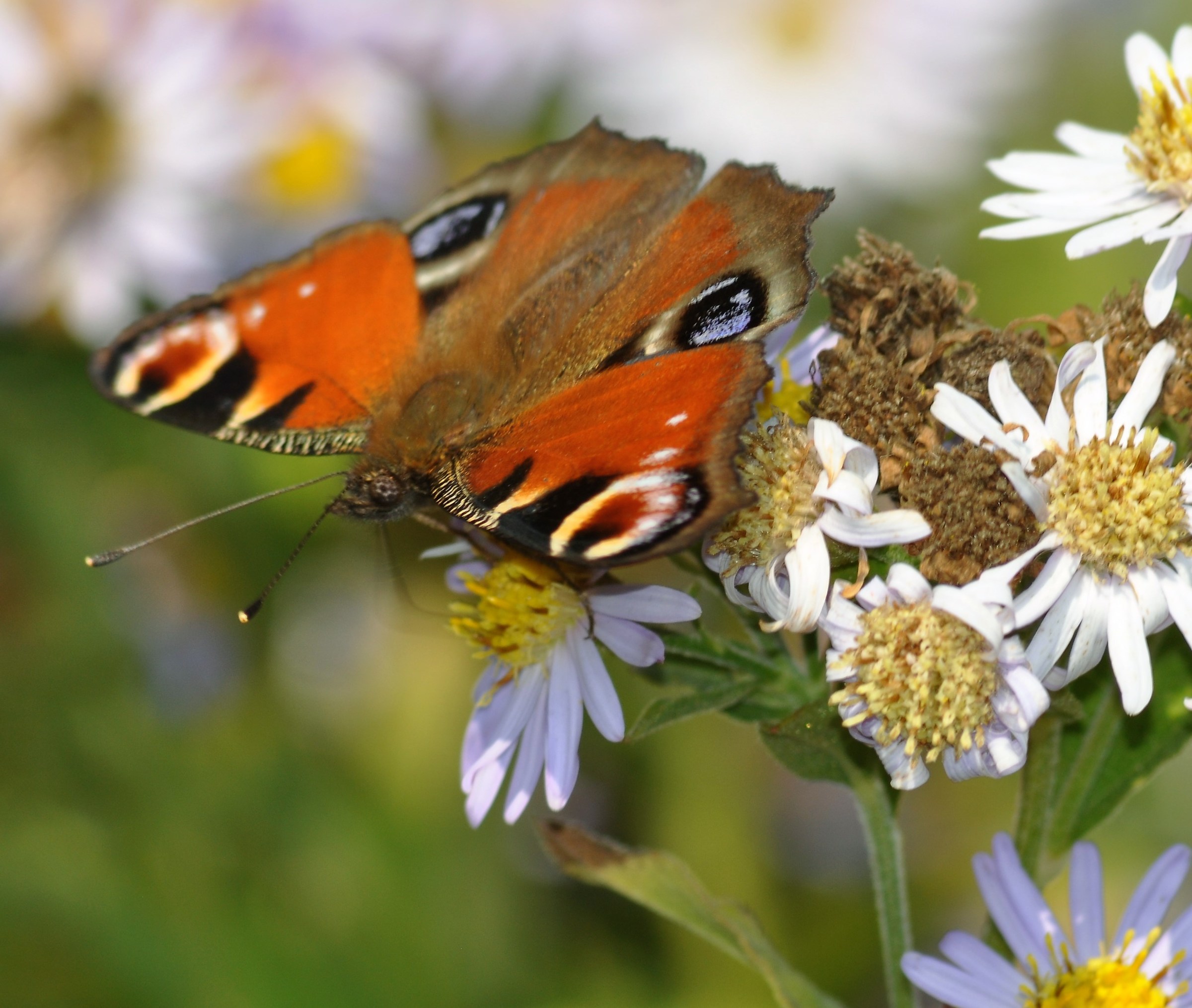 Erbario della Gorra Fioritura Aster