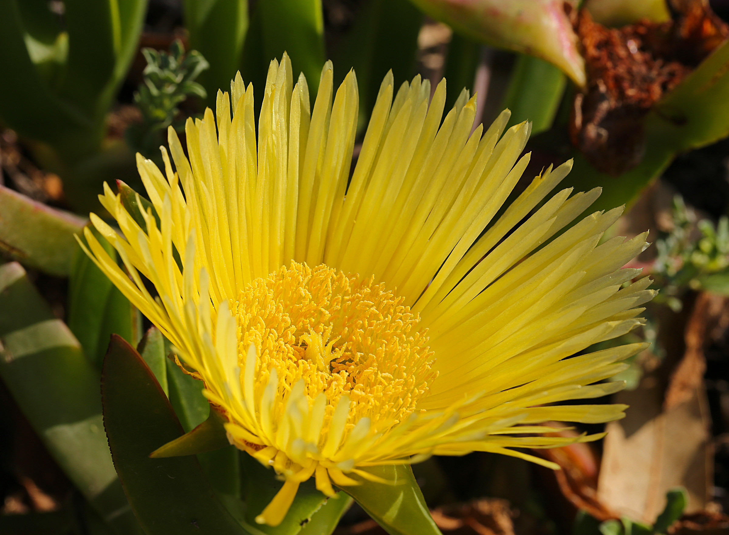 Carpobrotus edulis