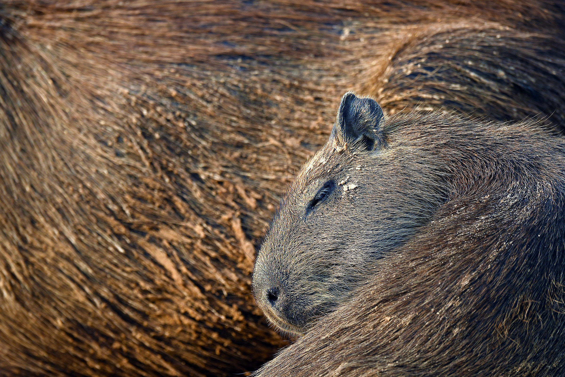 Capibara