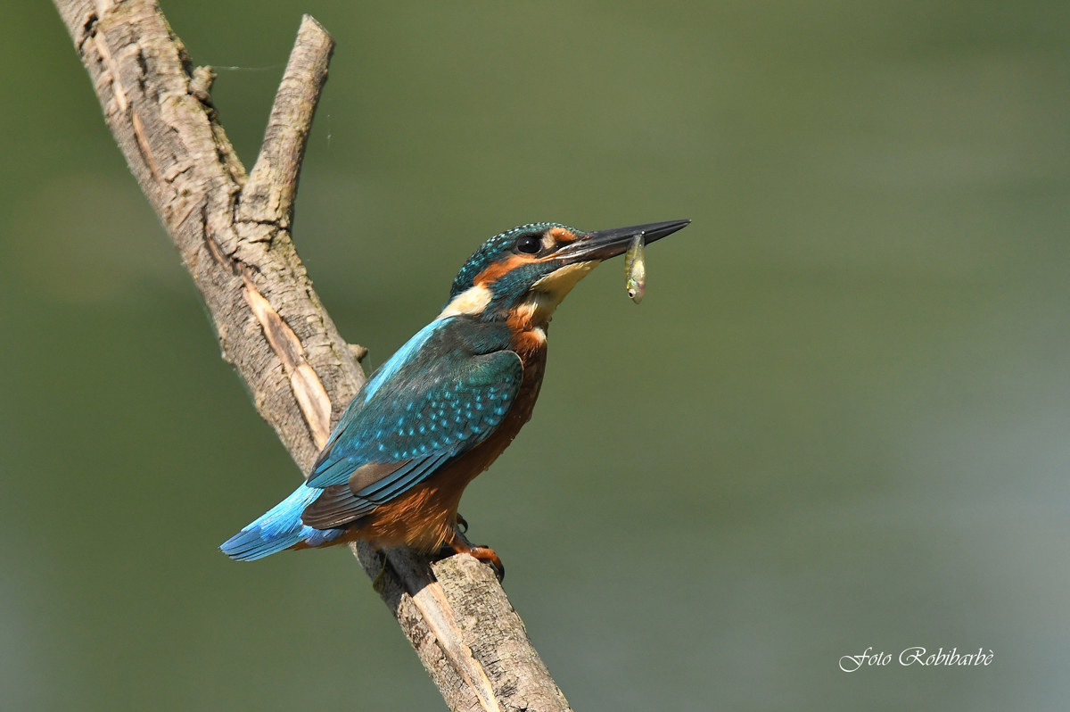 Martino has fished...