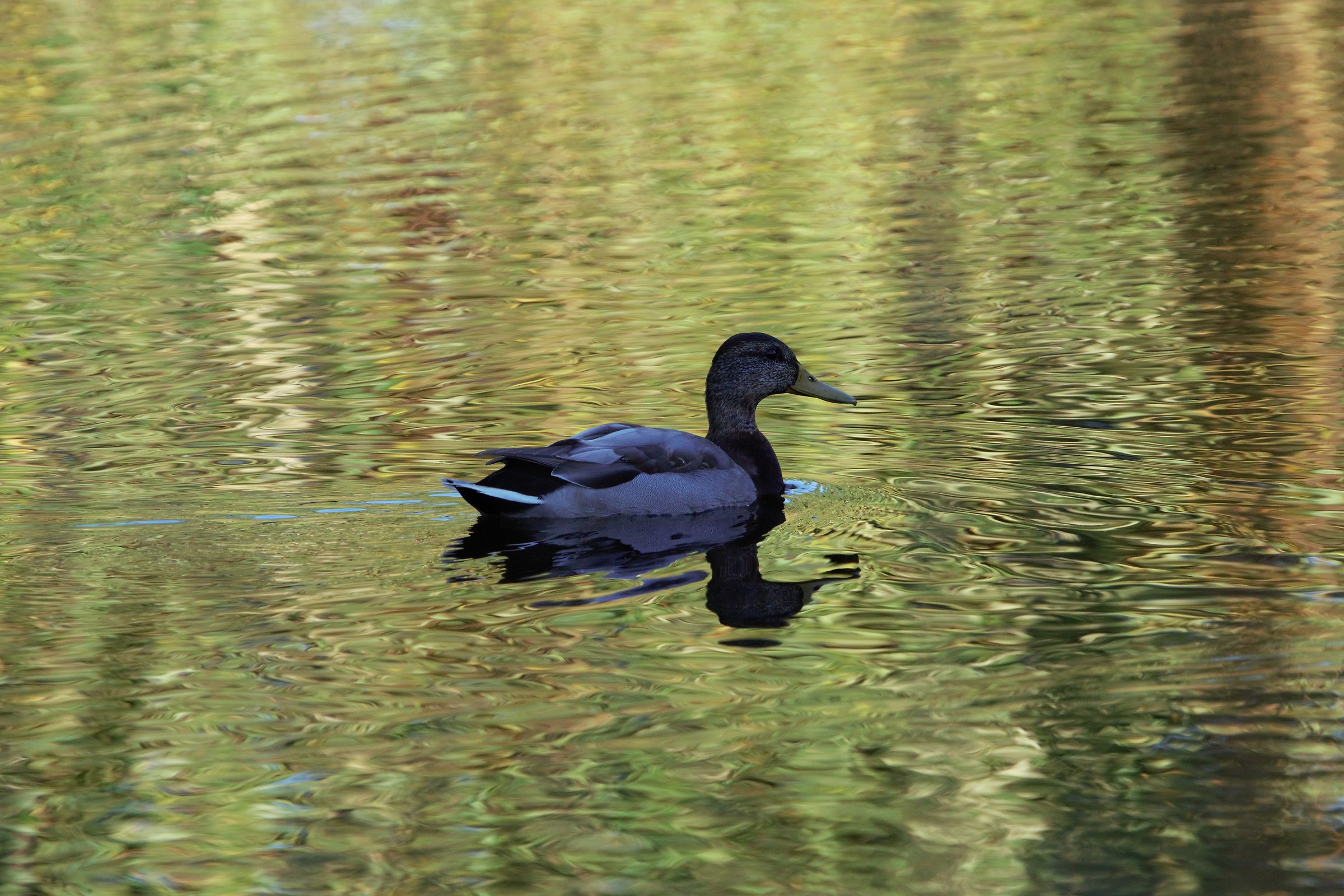 Mallard (Anas platyrhynchos)