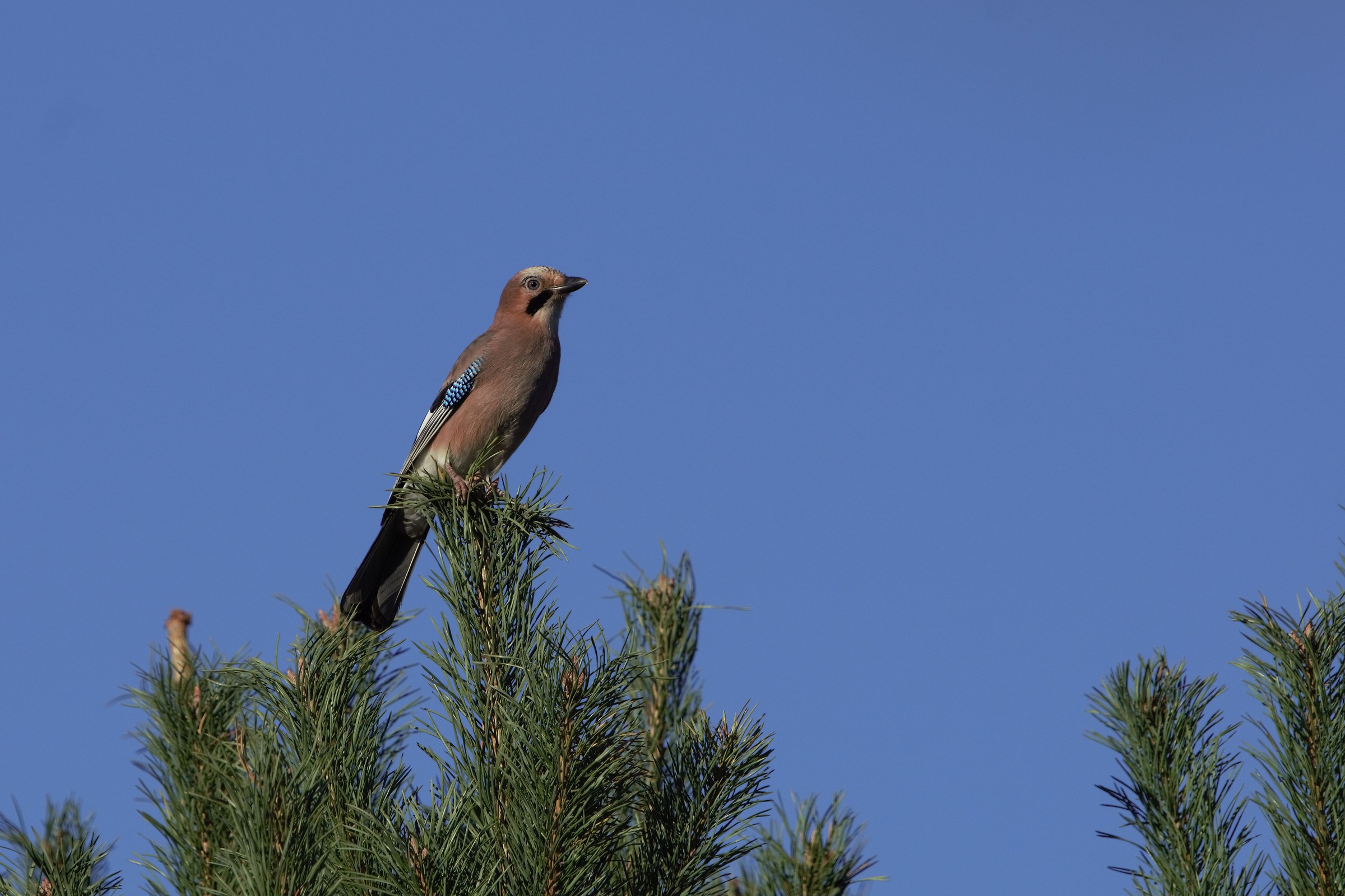 Eurasian jay (Garrulus glandarius)