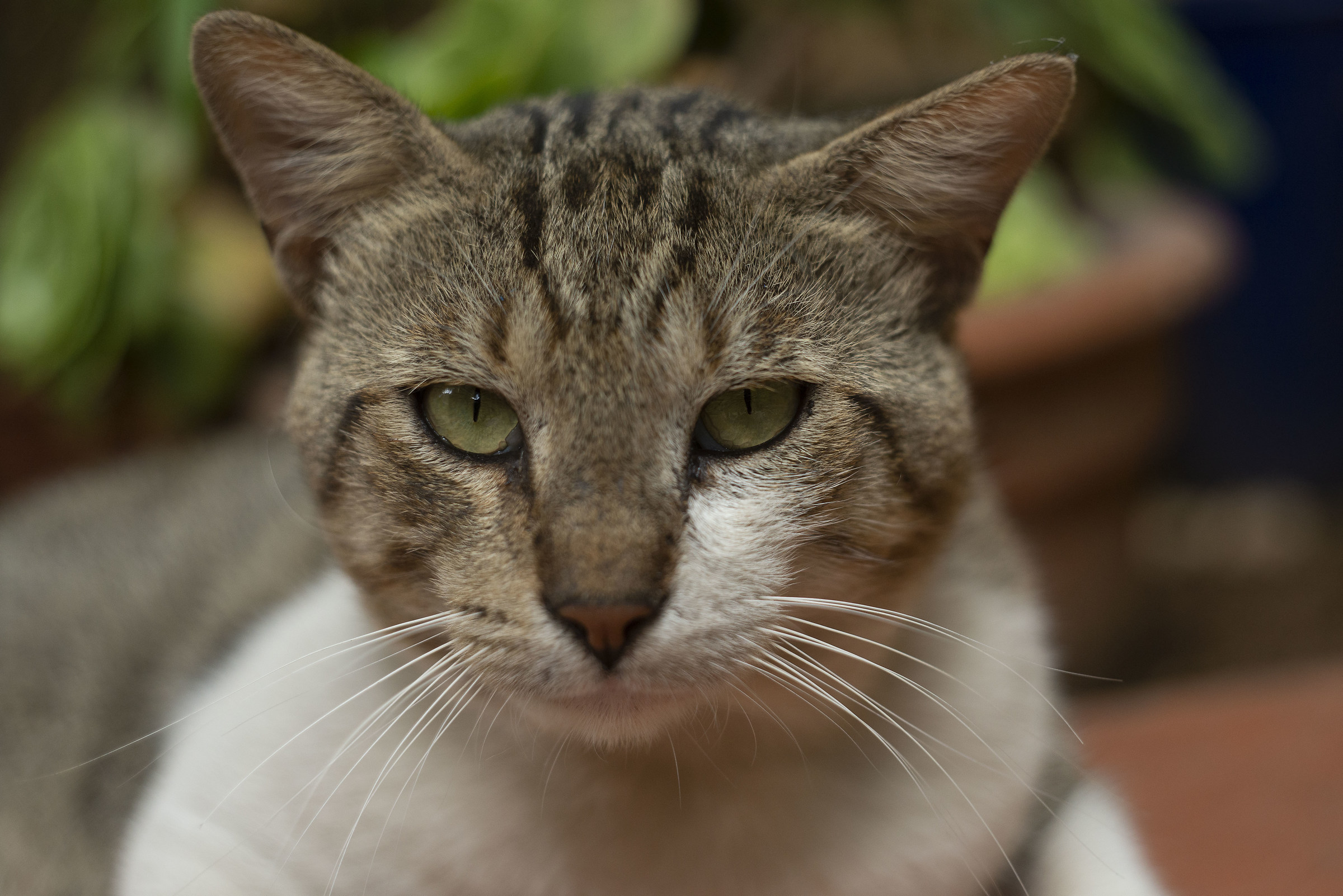 Common Cat