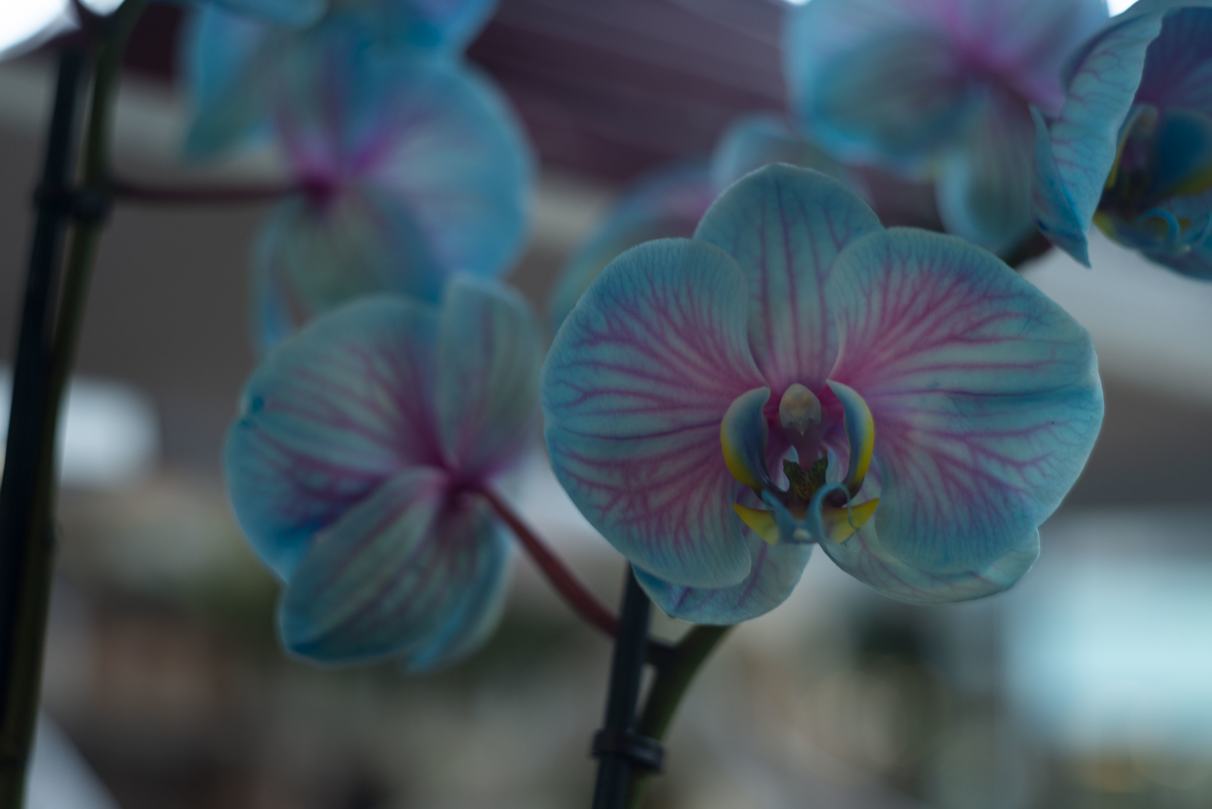 Orchid