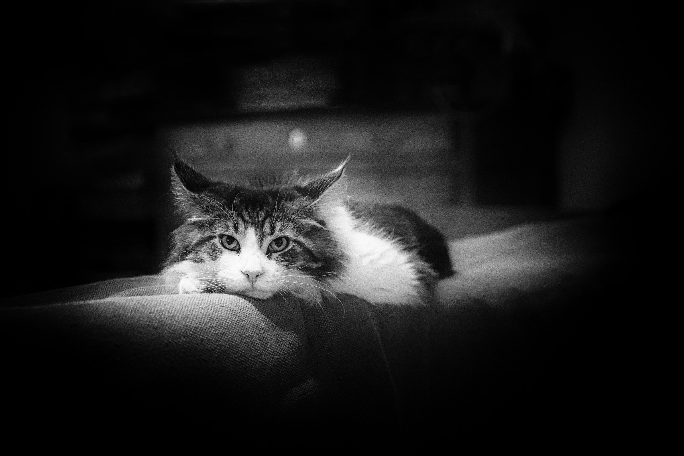 Dusty... HEARTTHROB!!!!!