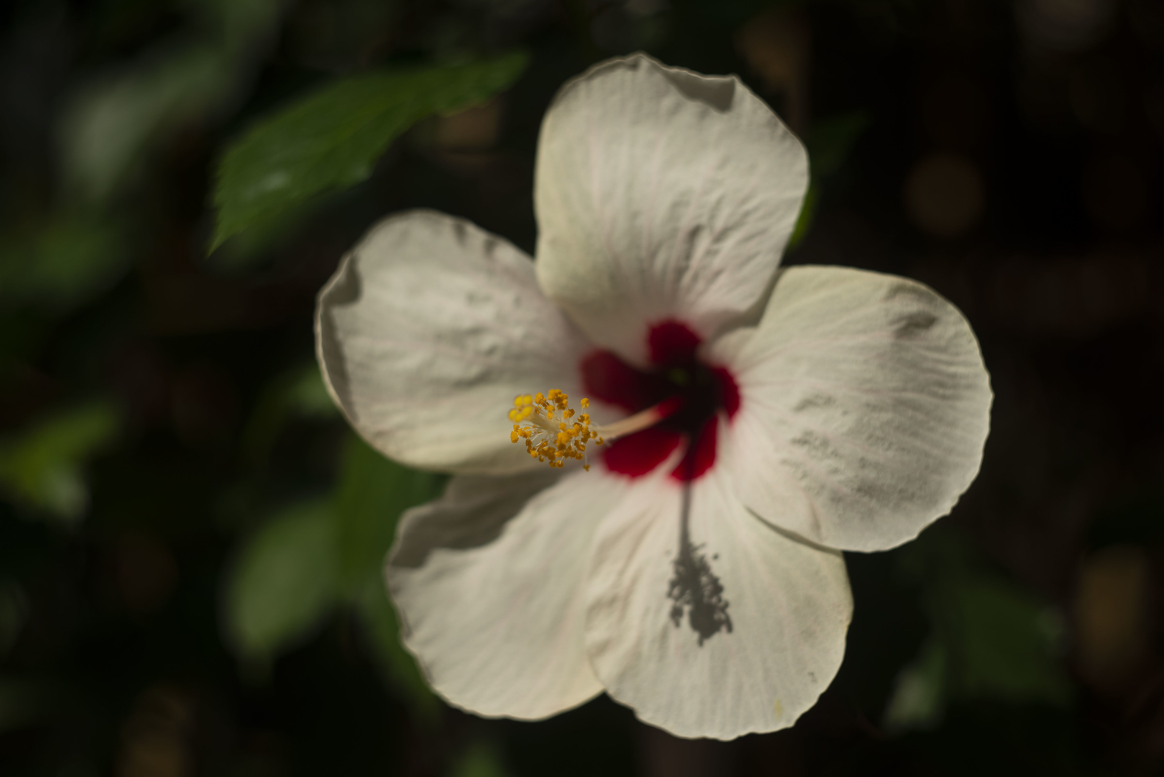 White Ibiscus