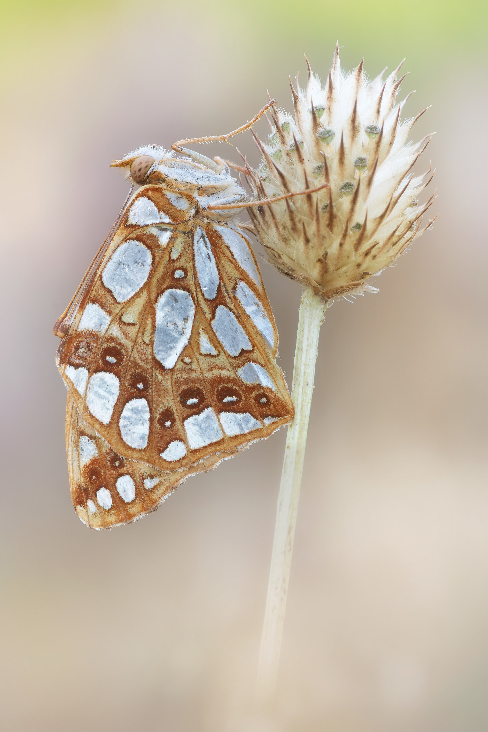 Issoria lathonia (Linnaeus, 1758)