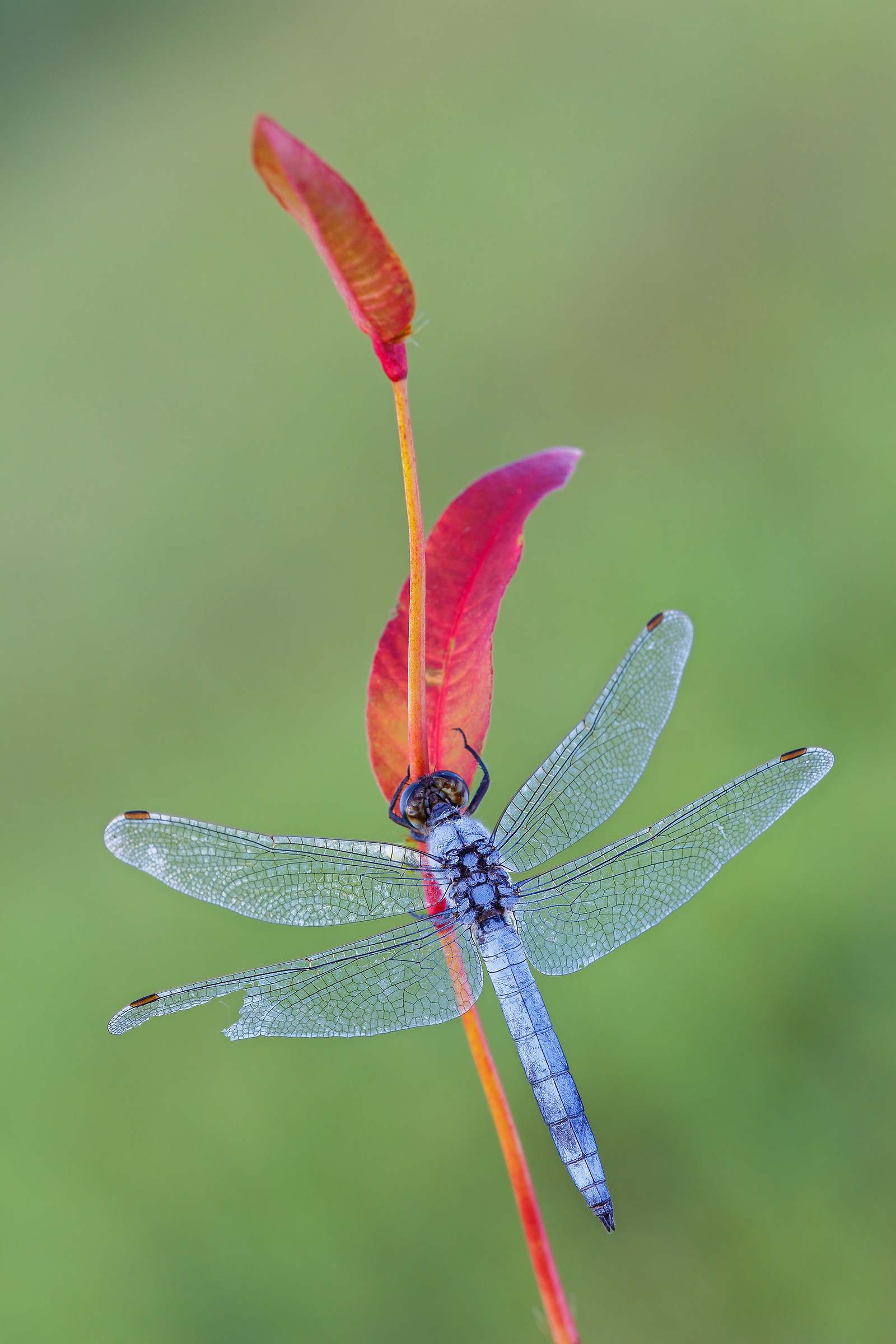 Dragonfly