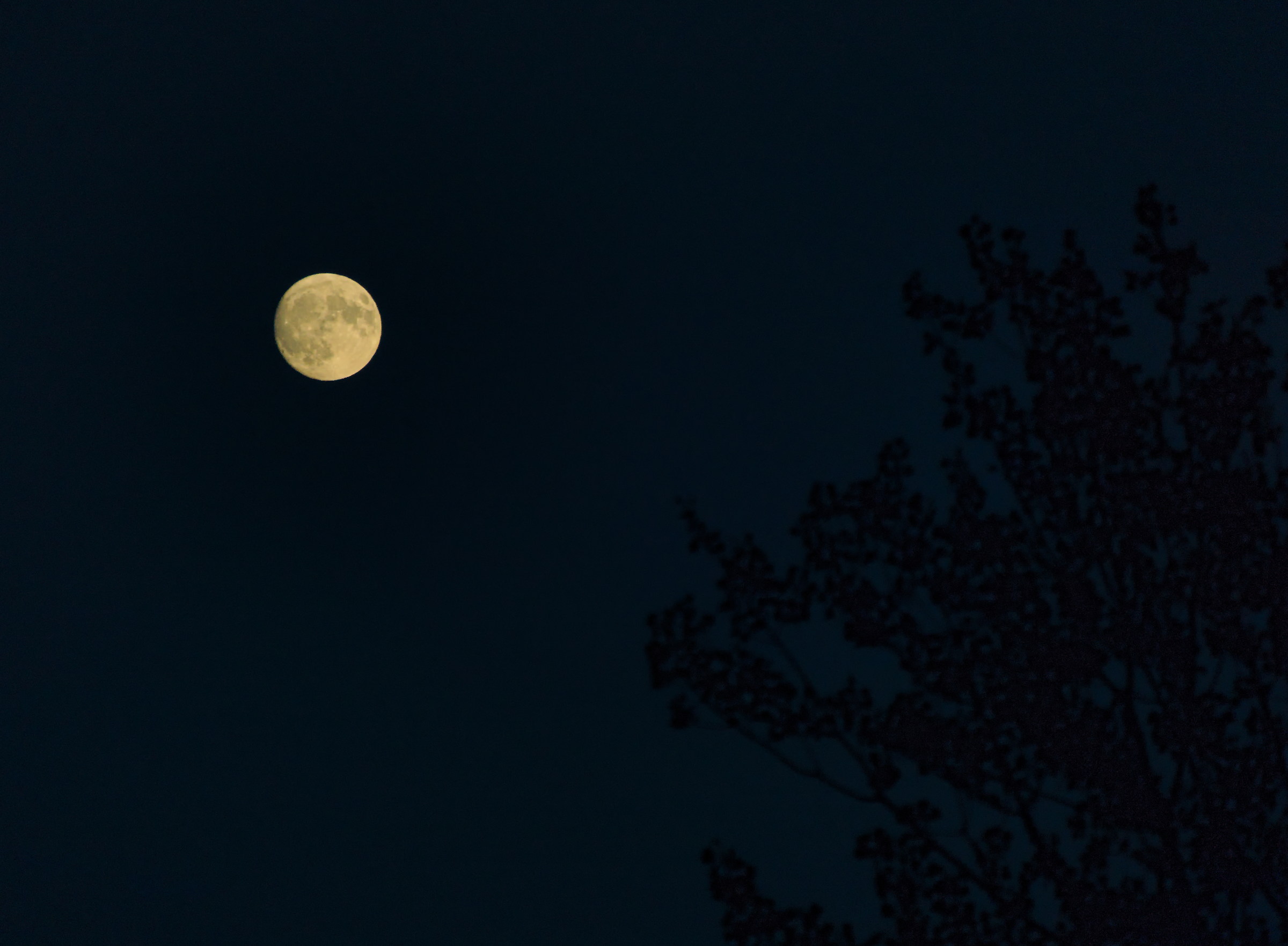 The Voice of the Moon