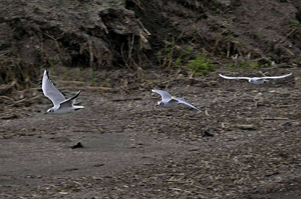 the flight of seagulls