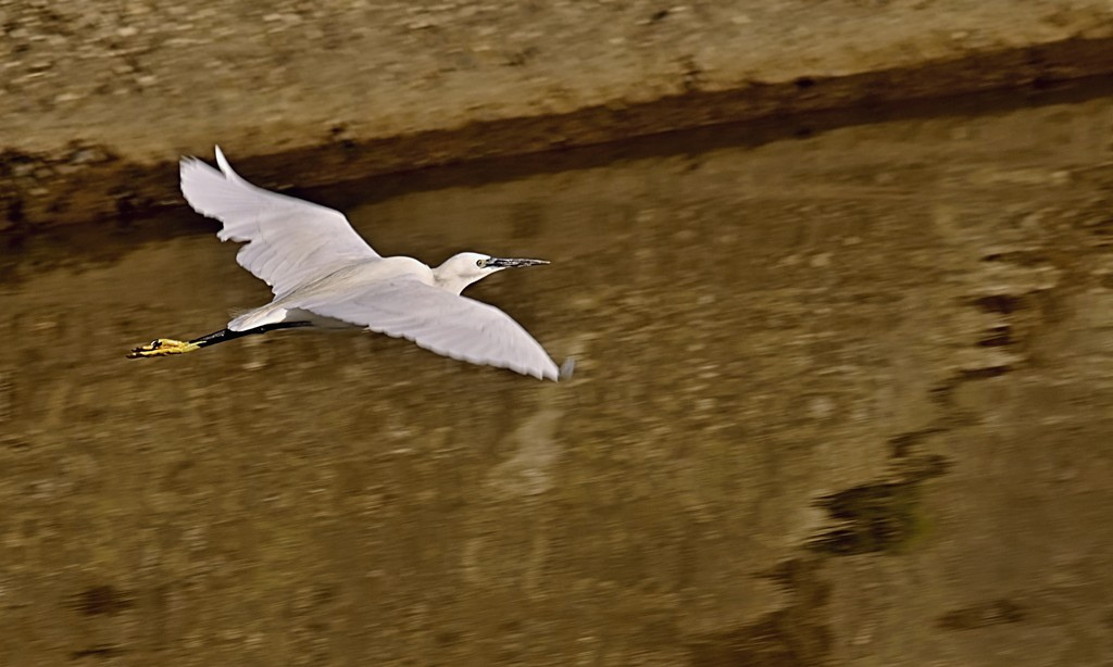 egret