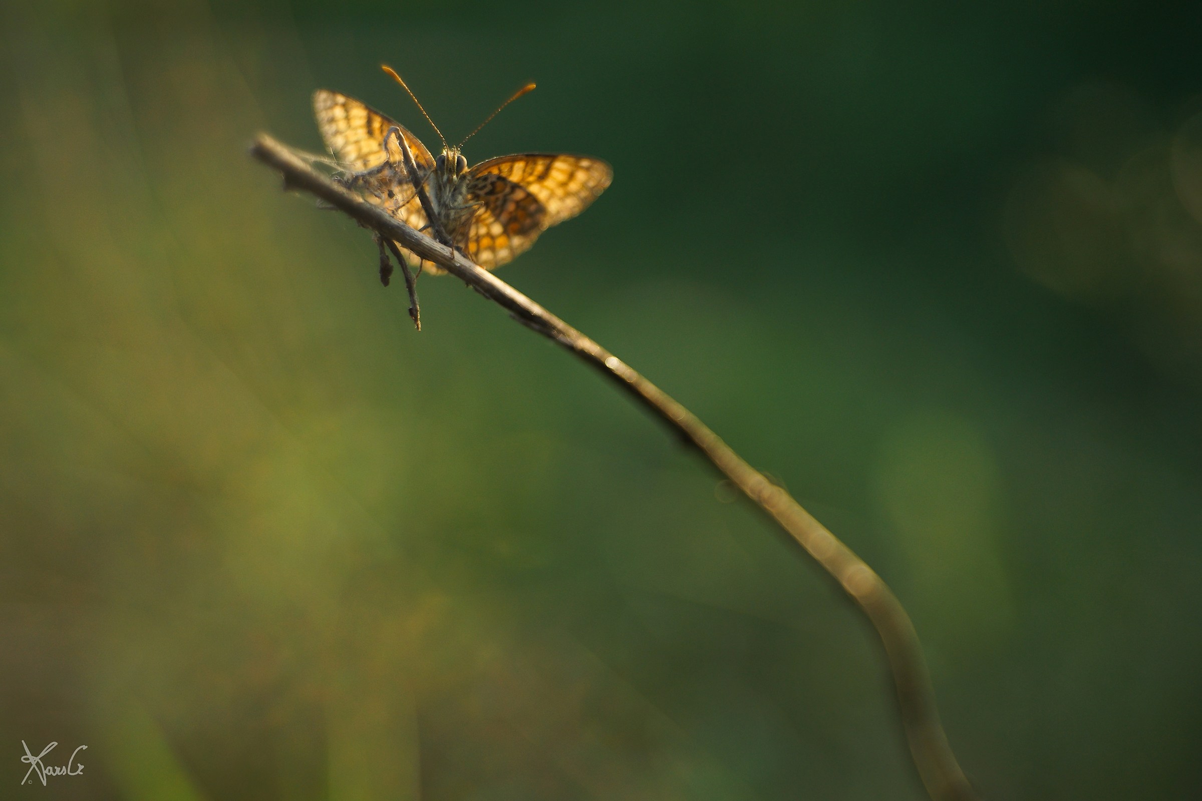 Nel mondo delle fate