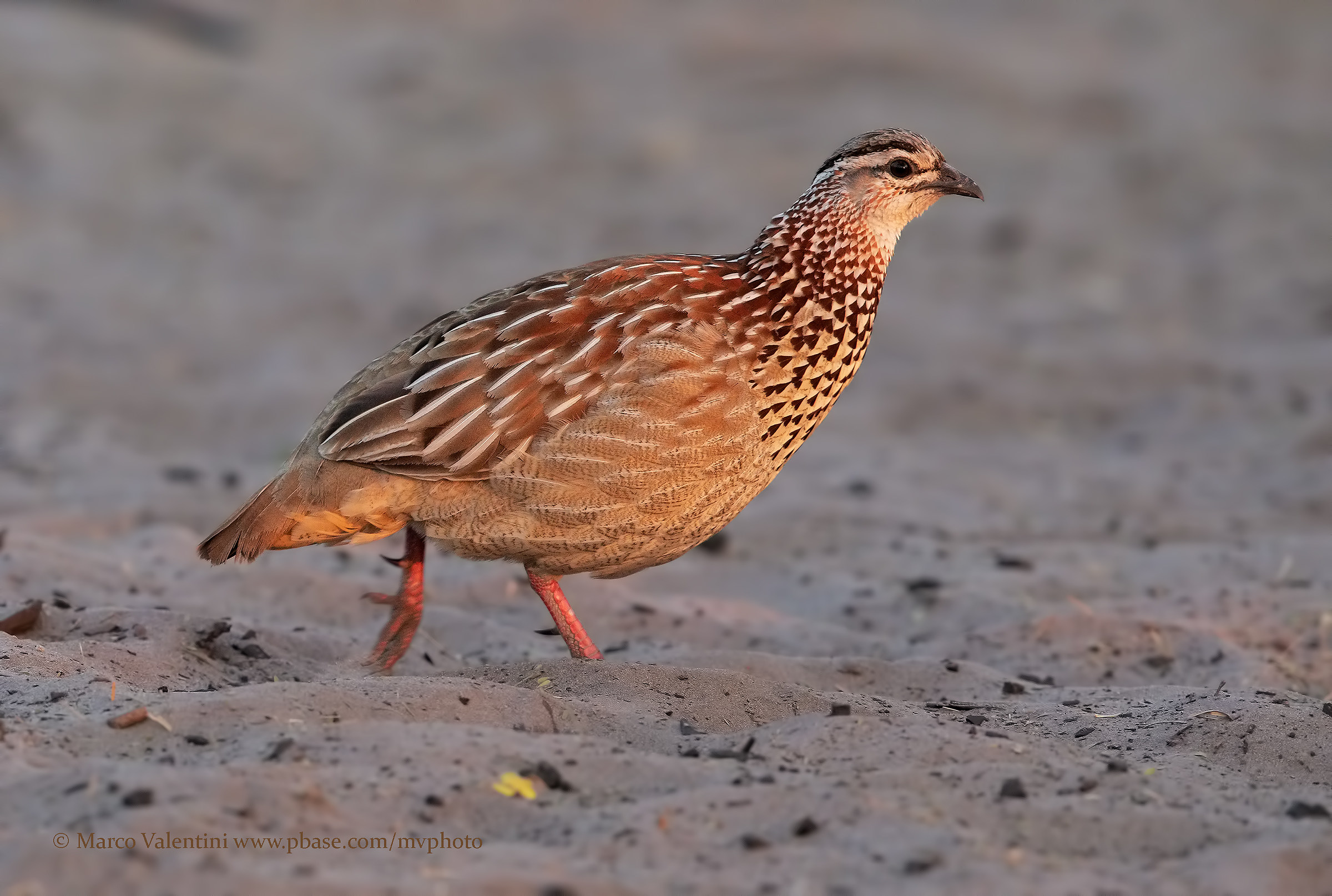 Crestate Francolin