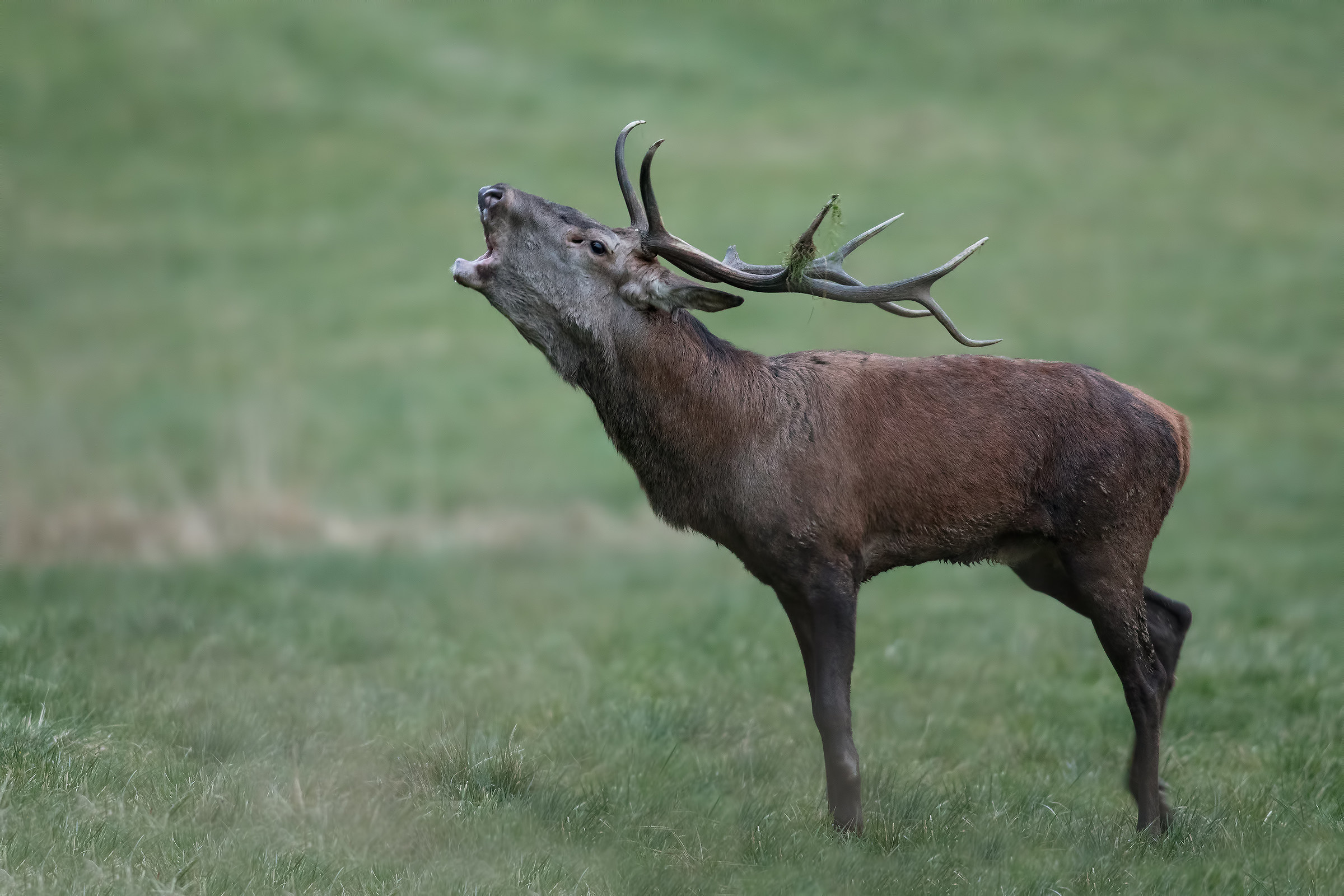 Deer in bellowing