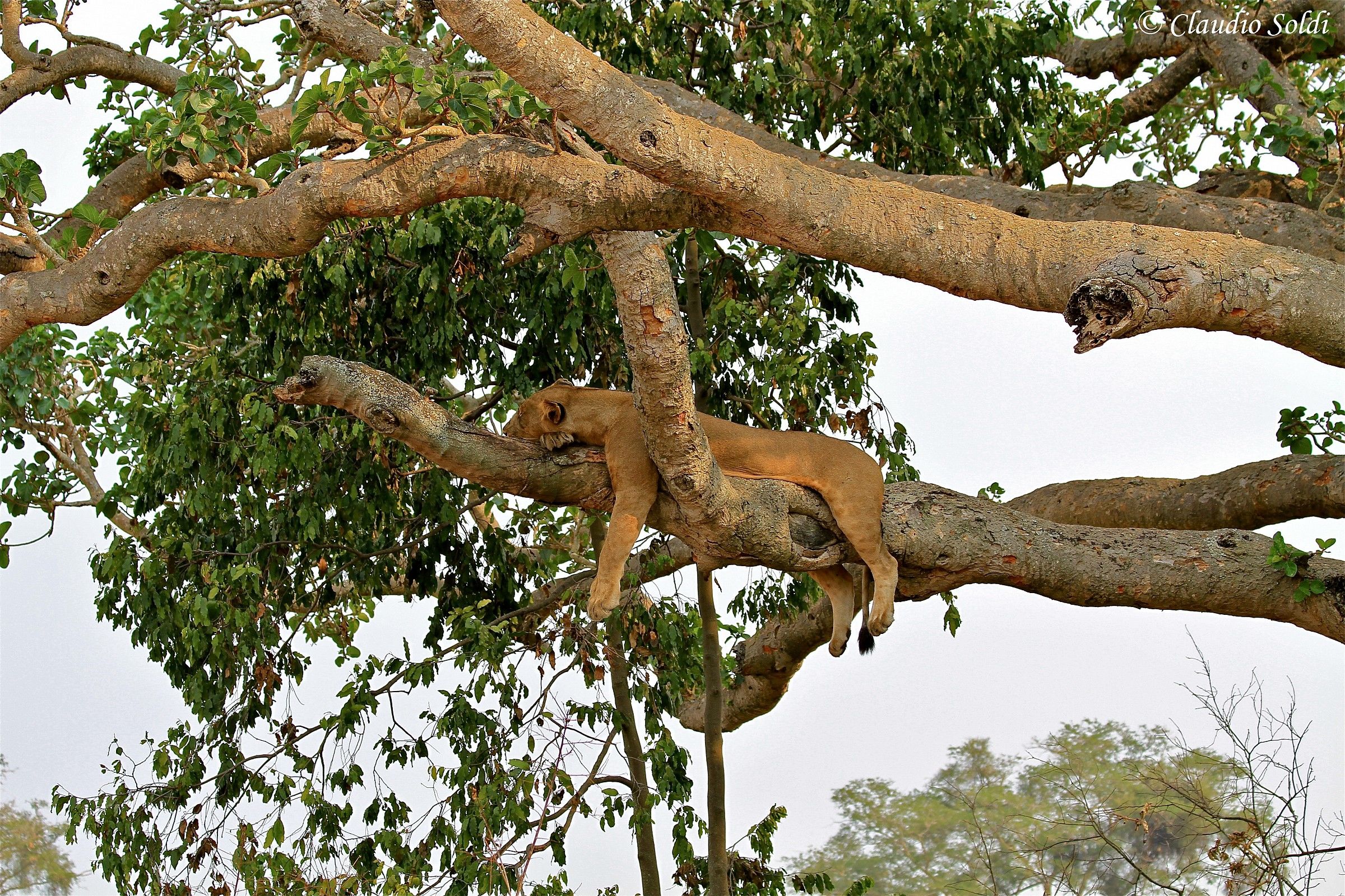Lion Tree- Queen Elizabeth NP - Uganda