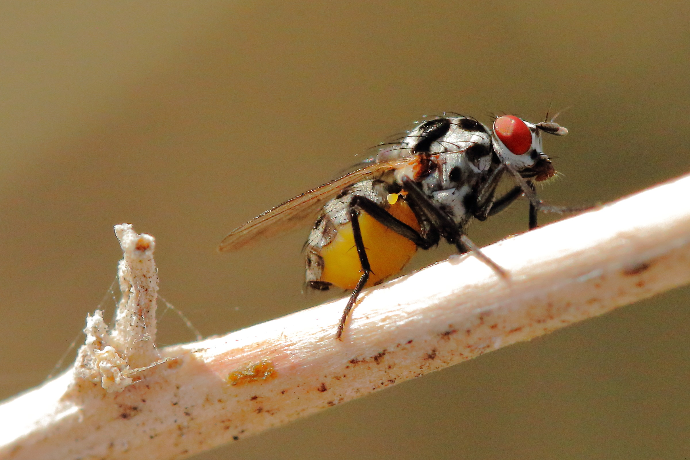 Emmesomyia Partner (Anthomyiidae)