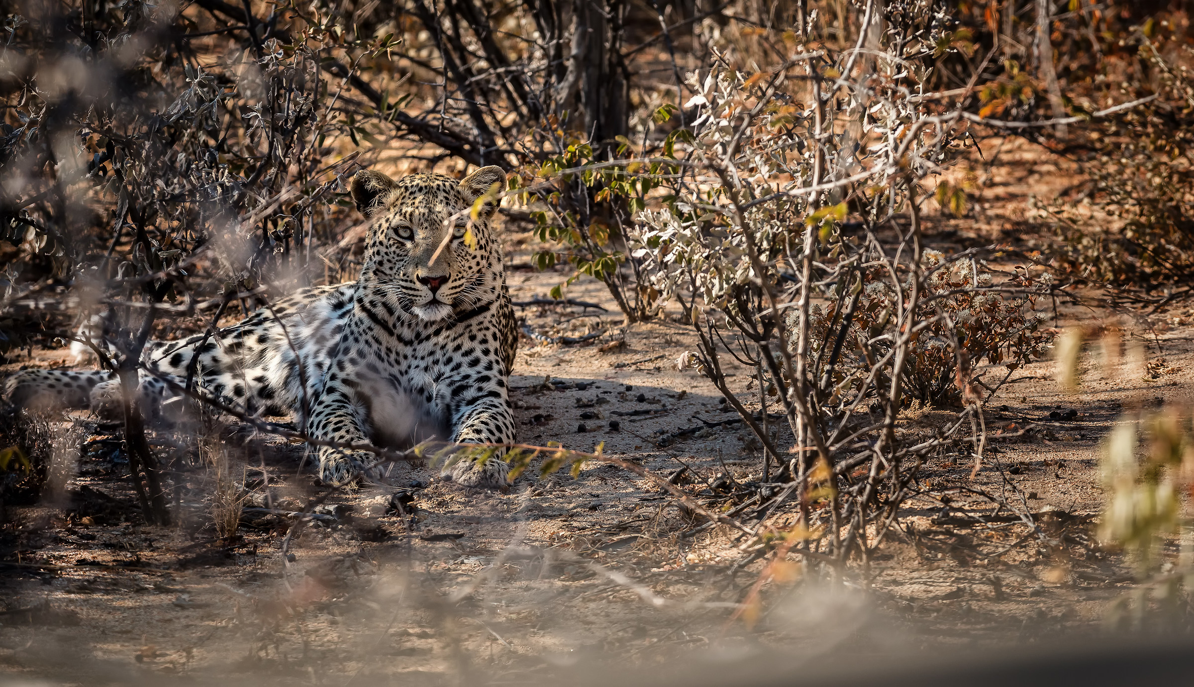 Incontri ravvicinati