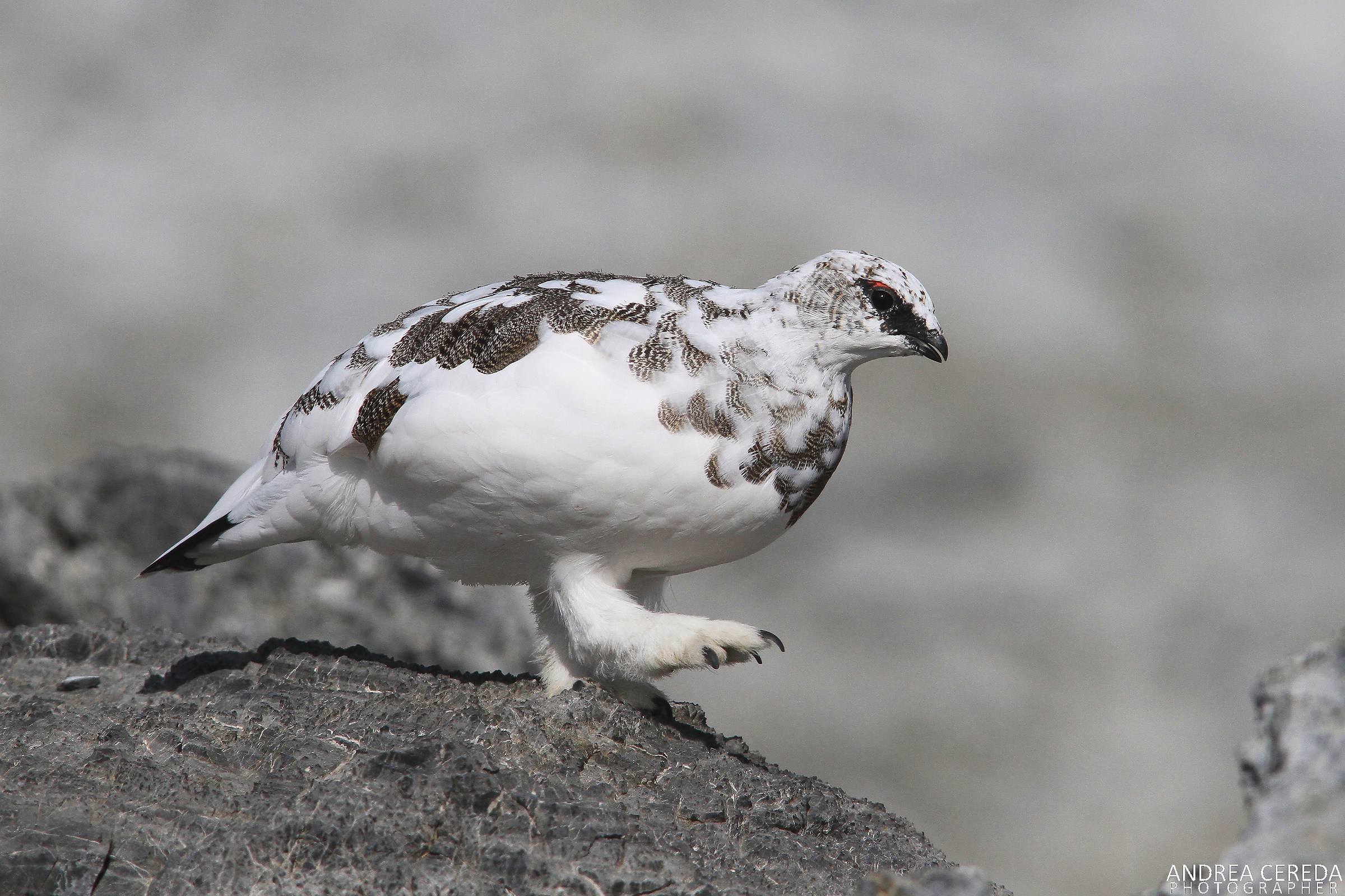 Lagopus muta ssp helvetica - Pernice bianca