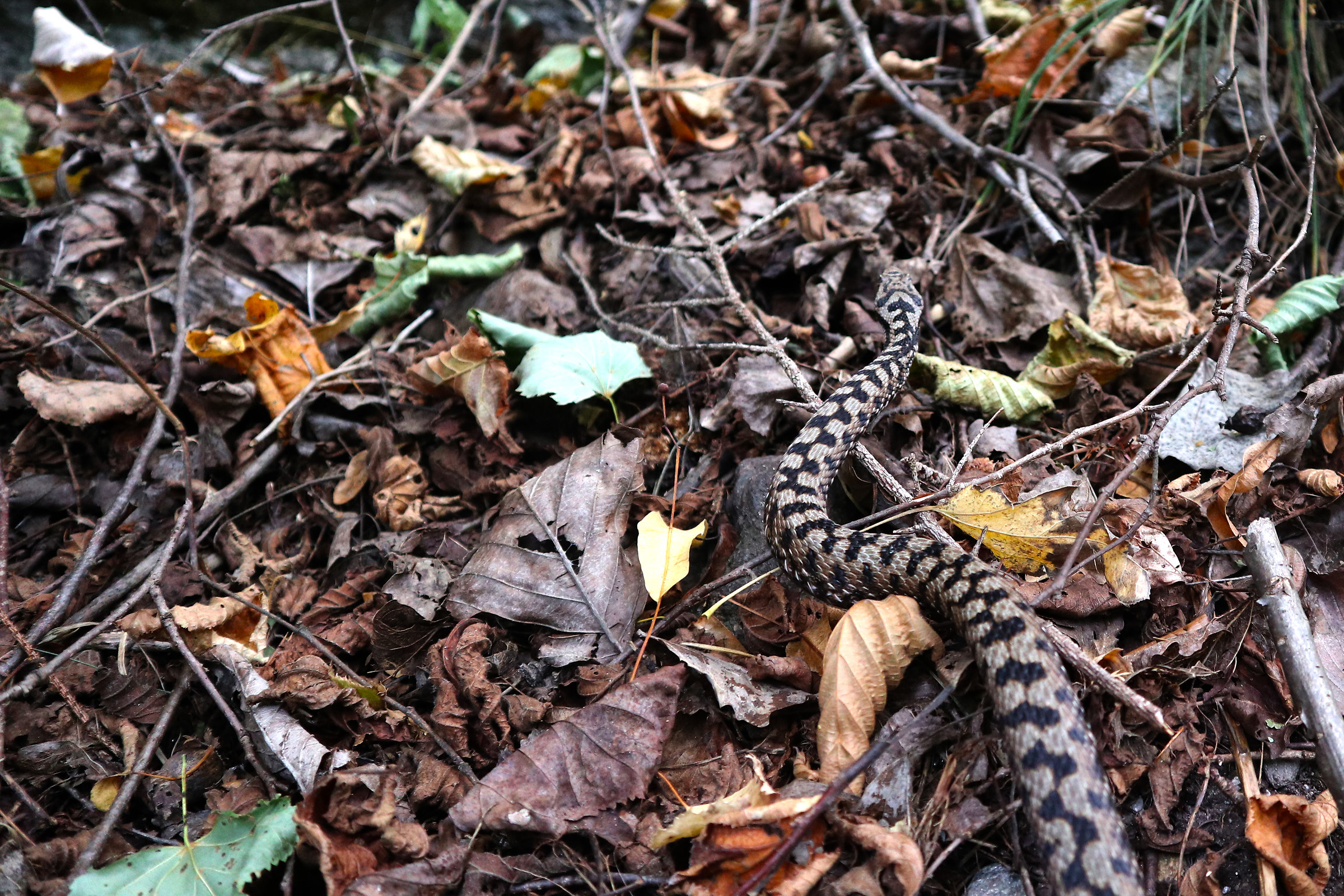 incontri ravvicinati