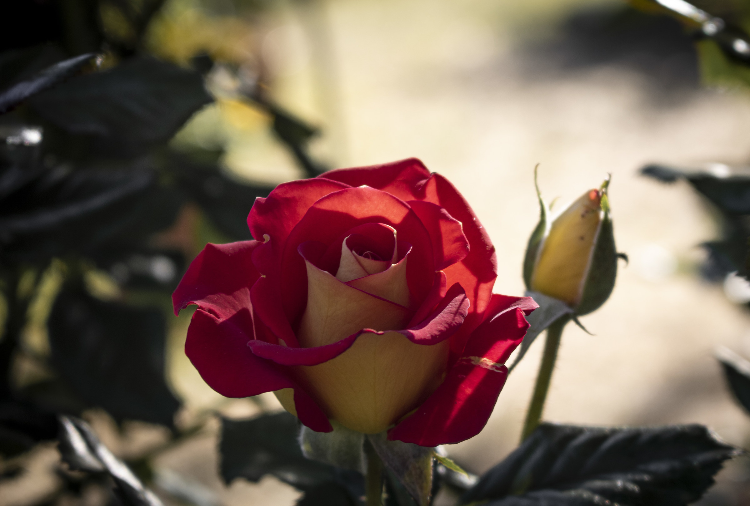 bocciolo di rosa rossa