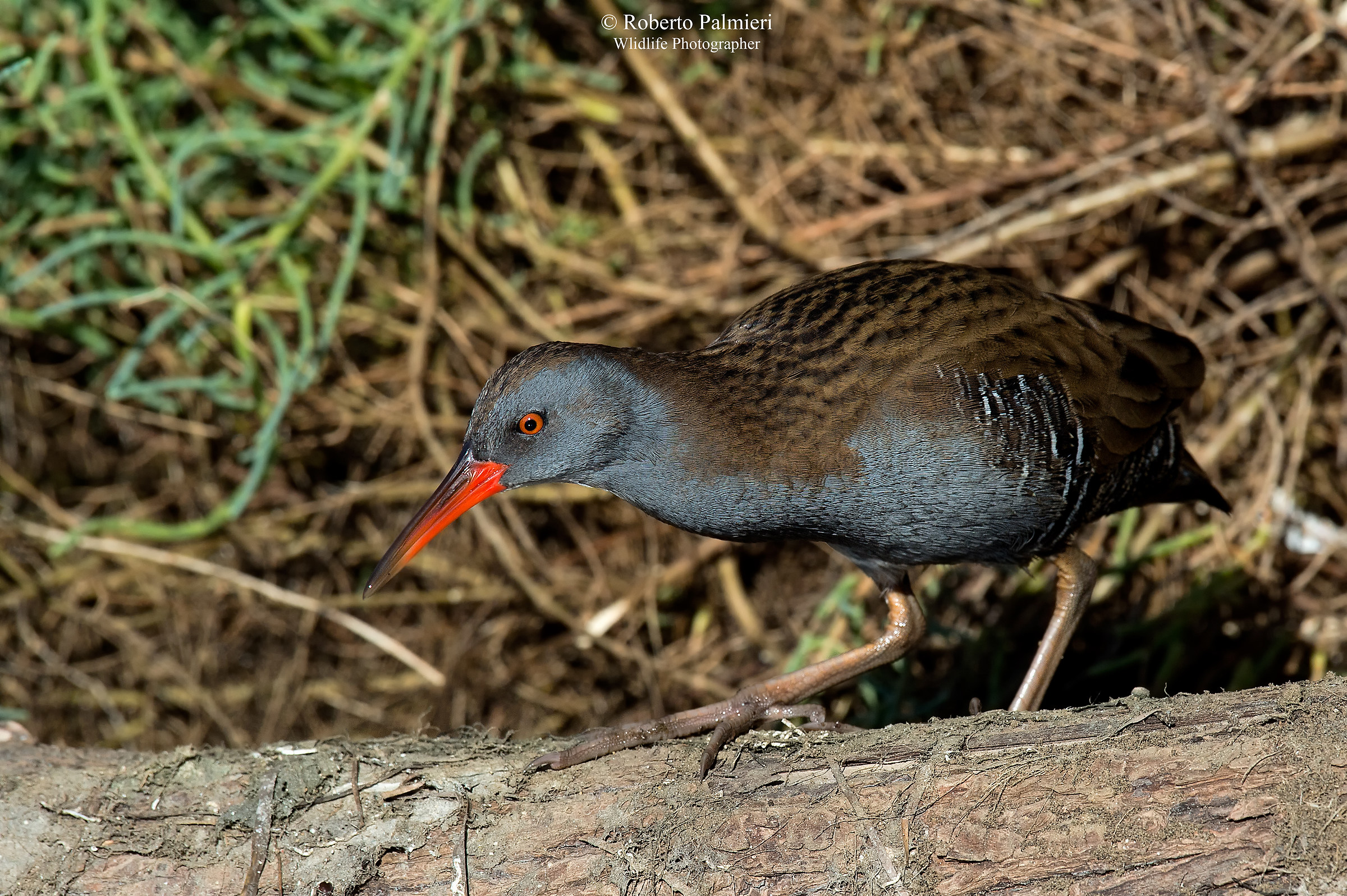 Porciglione (Rallus acquaticus)