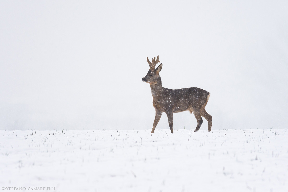 Parmense Plain-February 2018