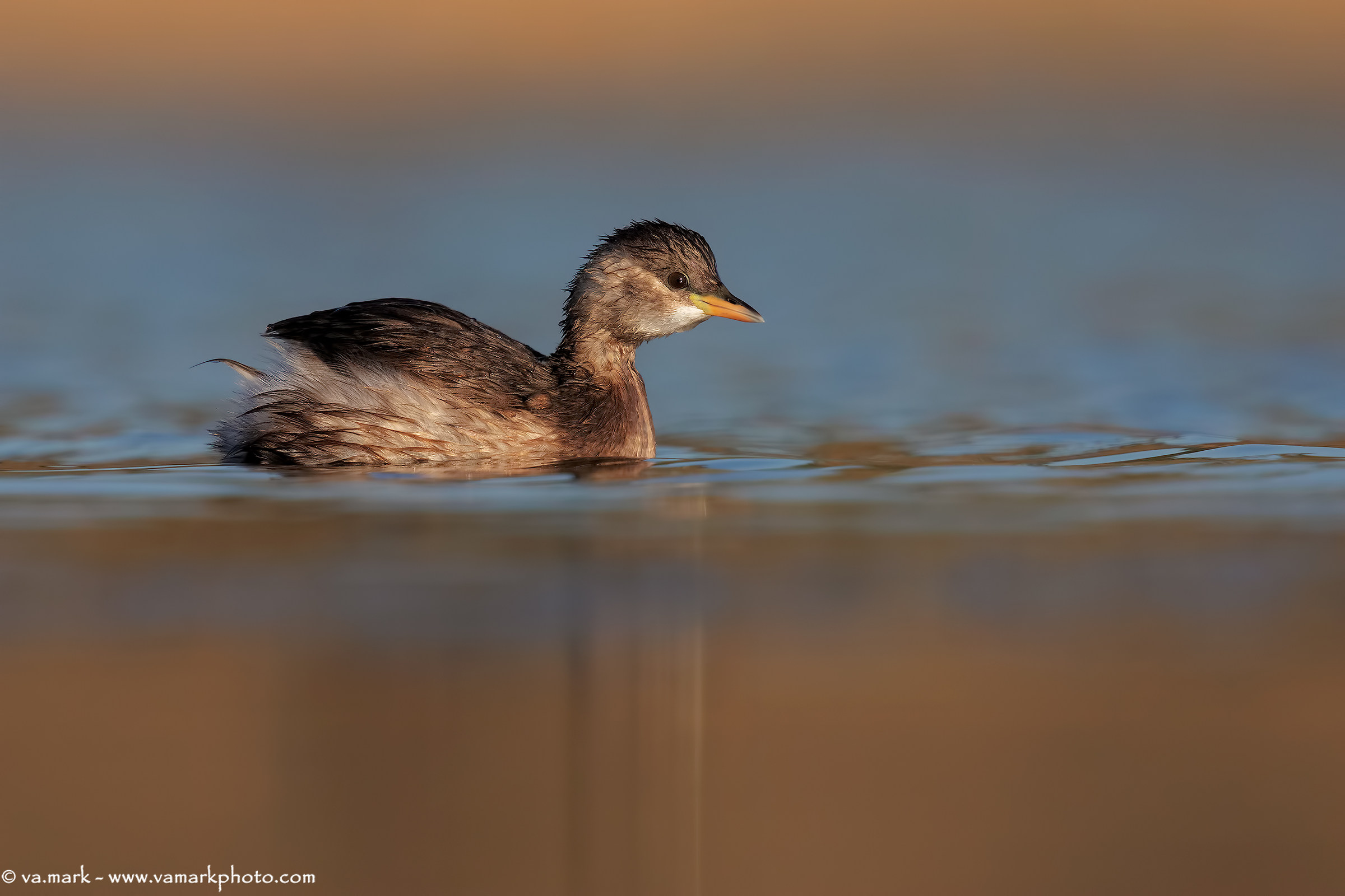 Little Grebe