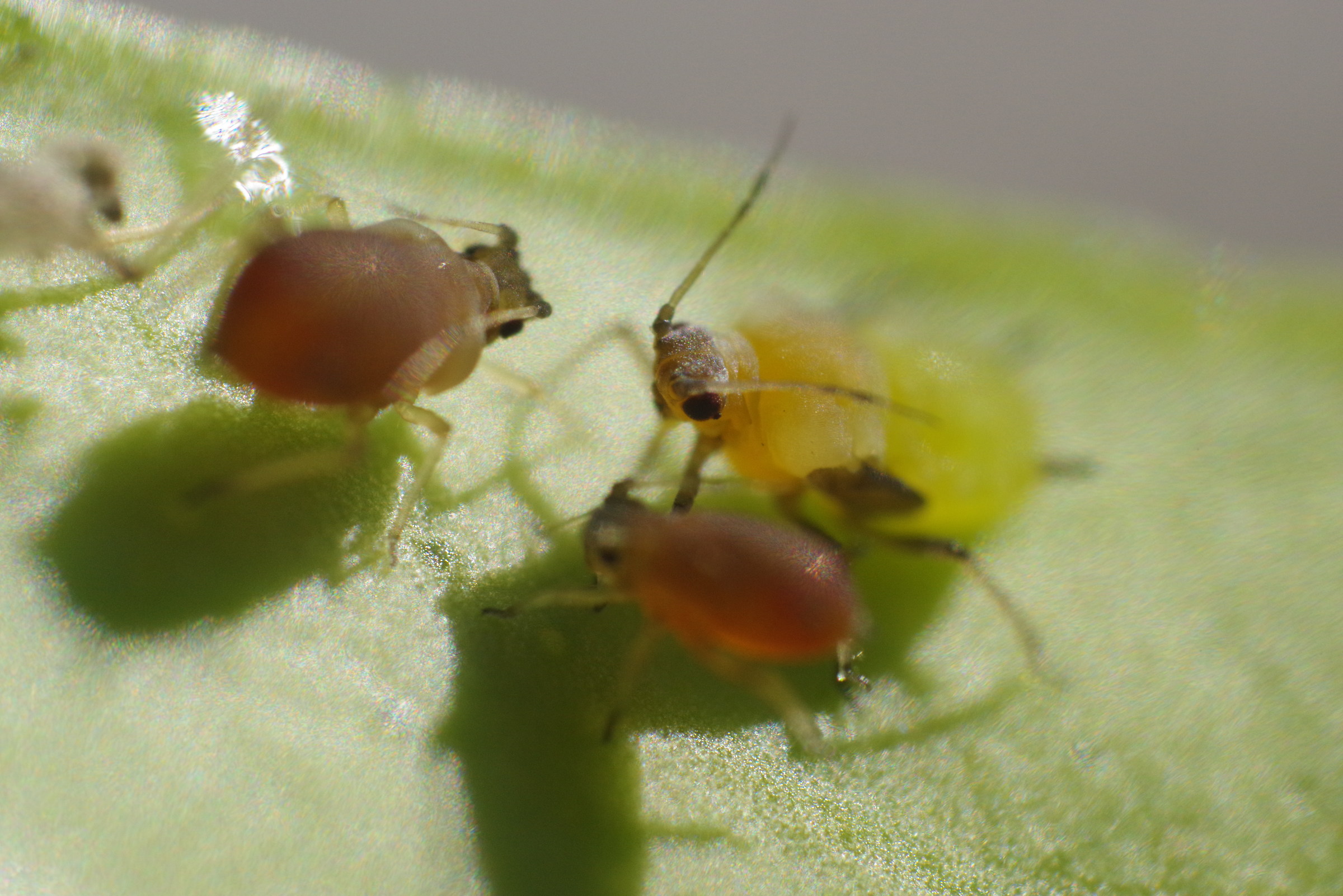 Aphids