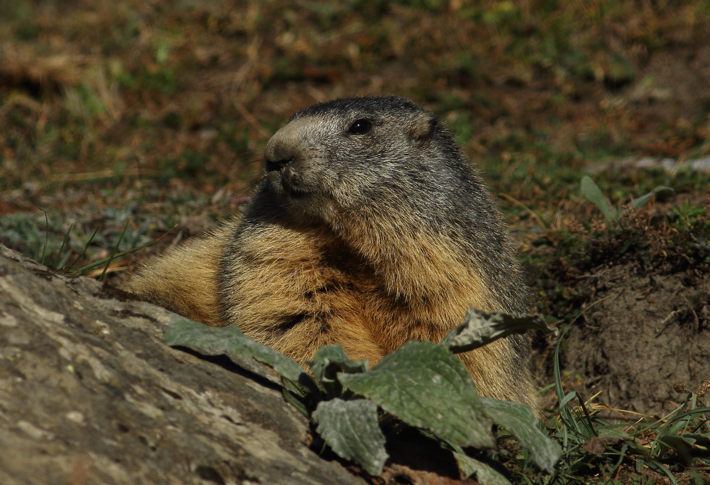 Marmot