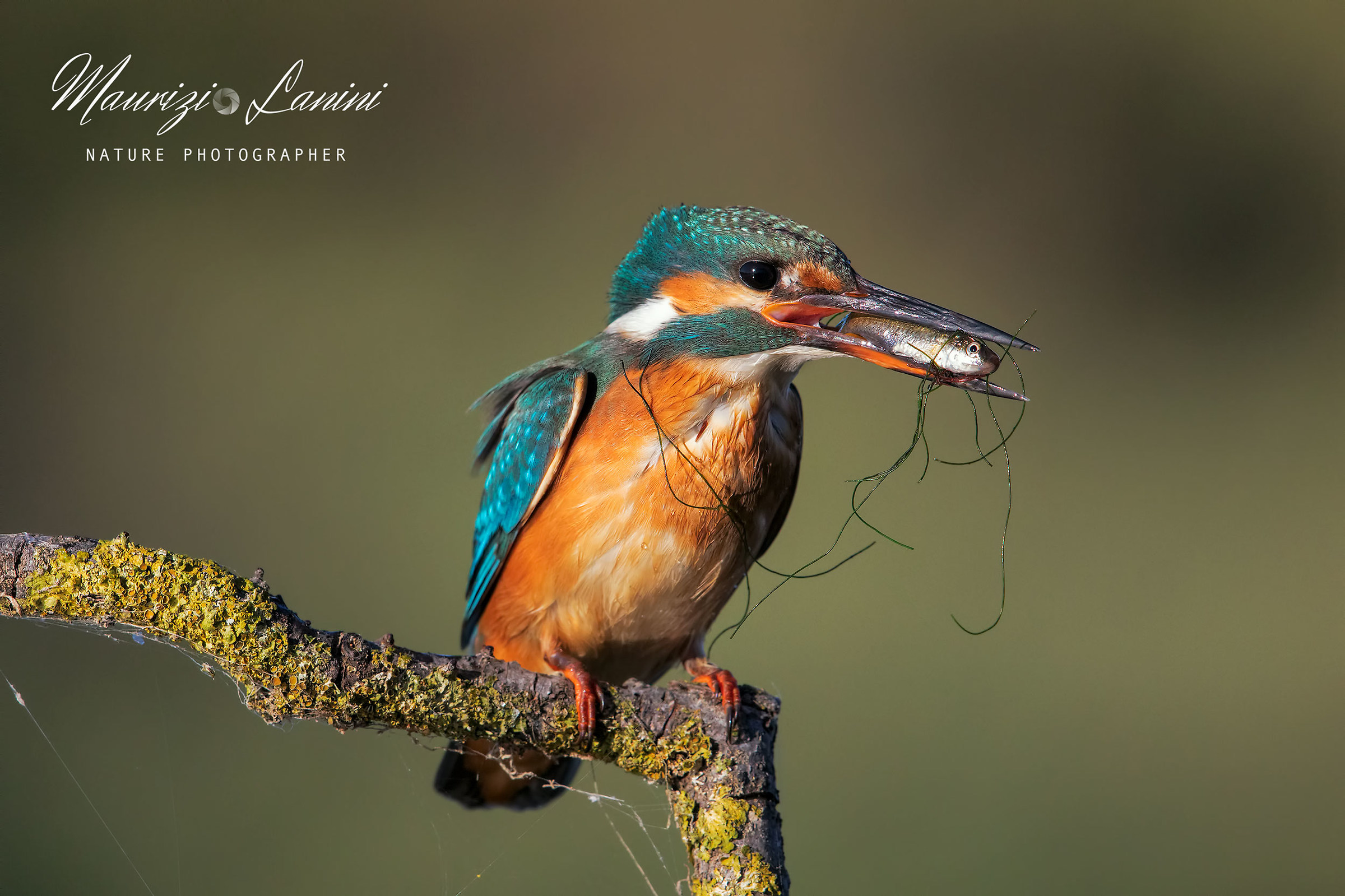 Femmina con la preda