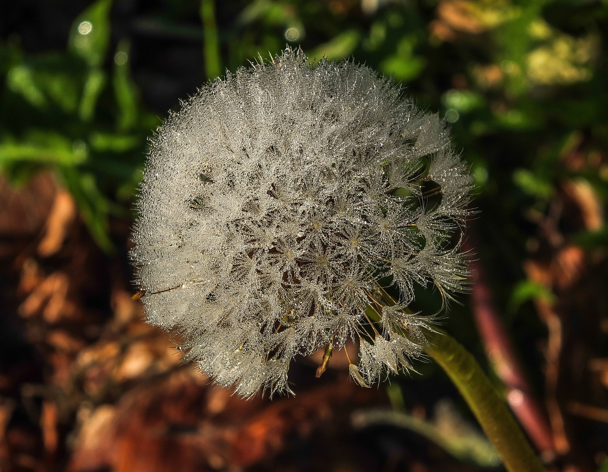 Shower head with Dew